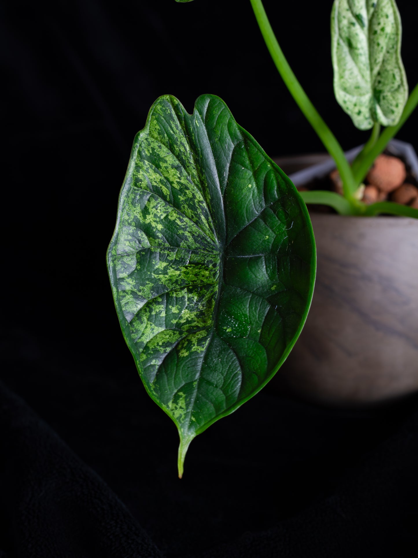 Alocasia Dragon Scale Mint variegated (DSBM-2122)