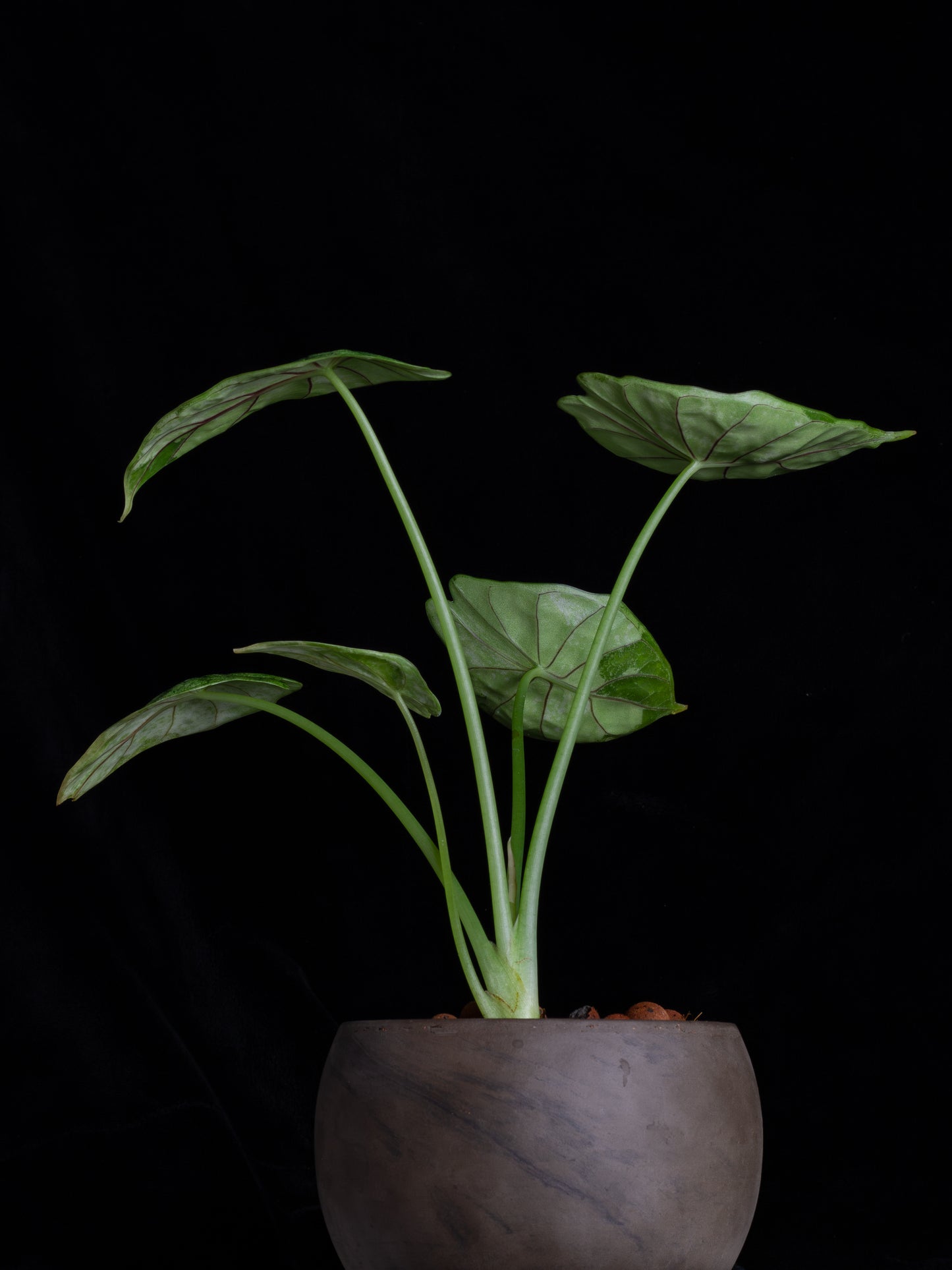 Alocasia Dragon Scale Mint variegated (DSBM-2122)