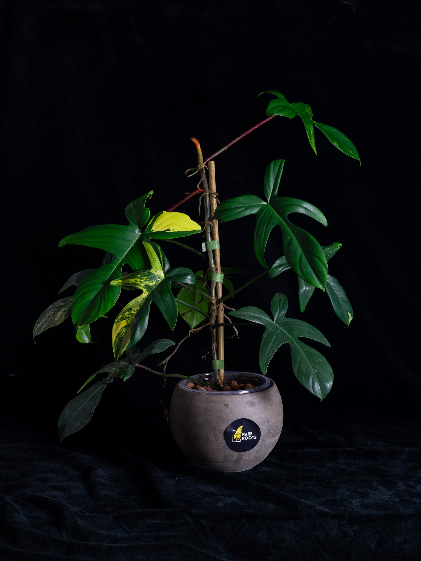 Philodendron Florida Beauty (FB-1232)