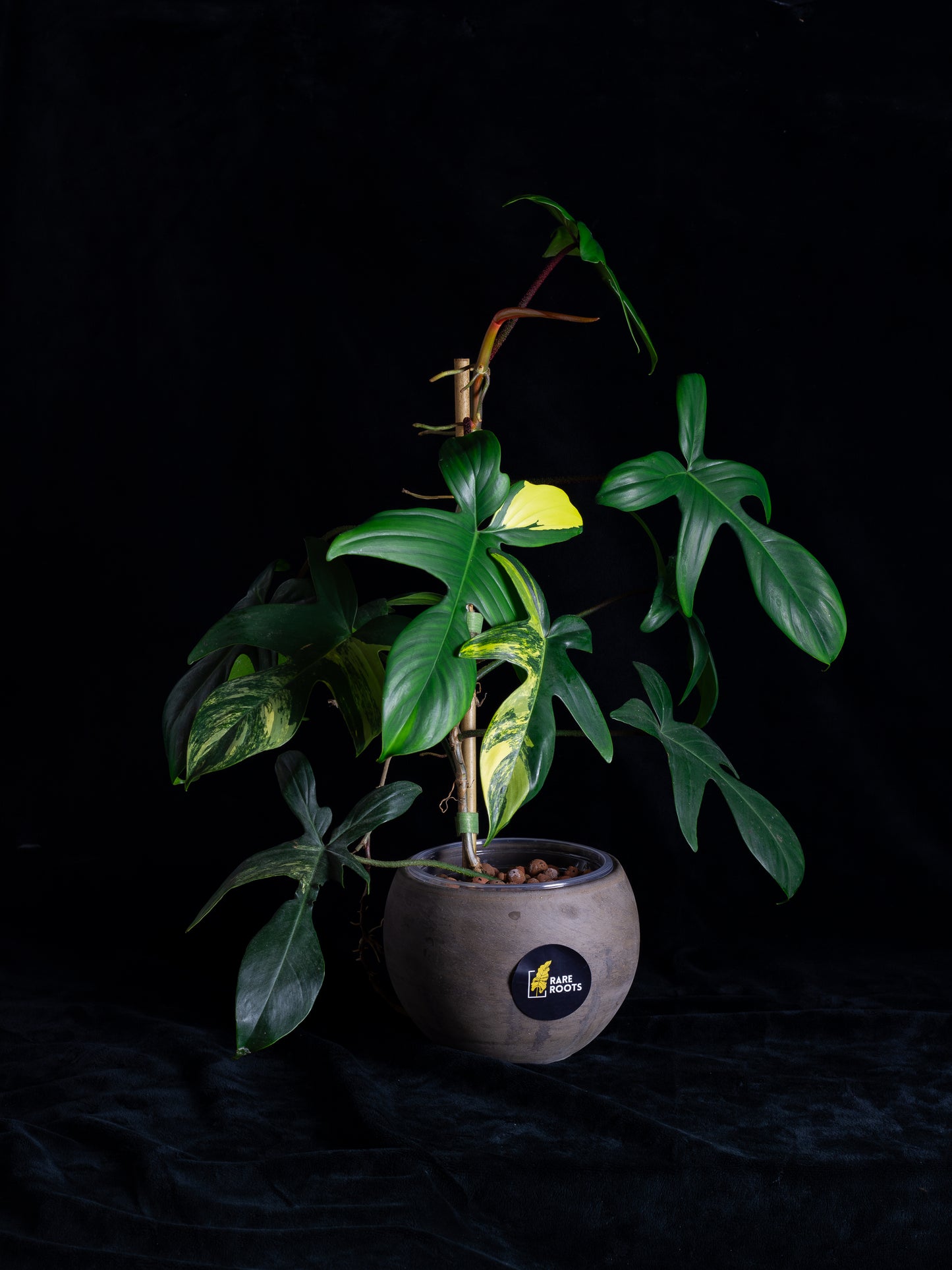 Philodendron Florida Beauty (FB-1232)