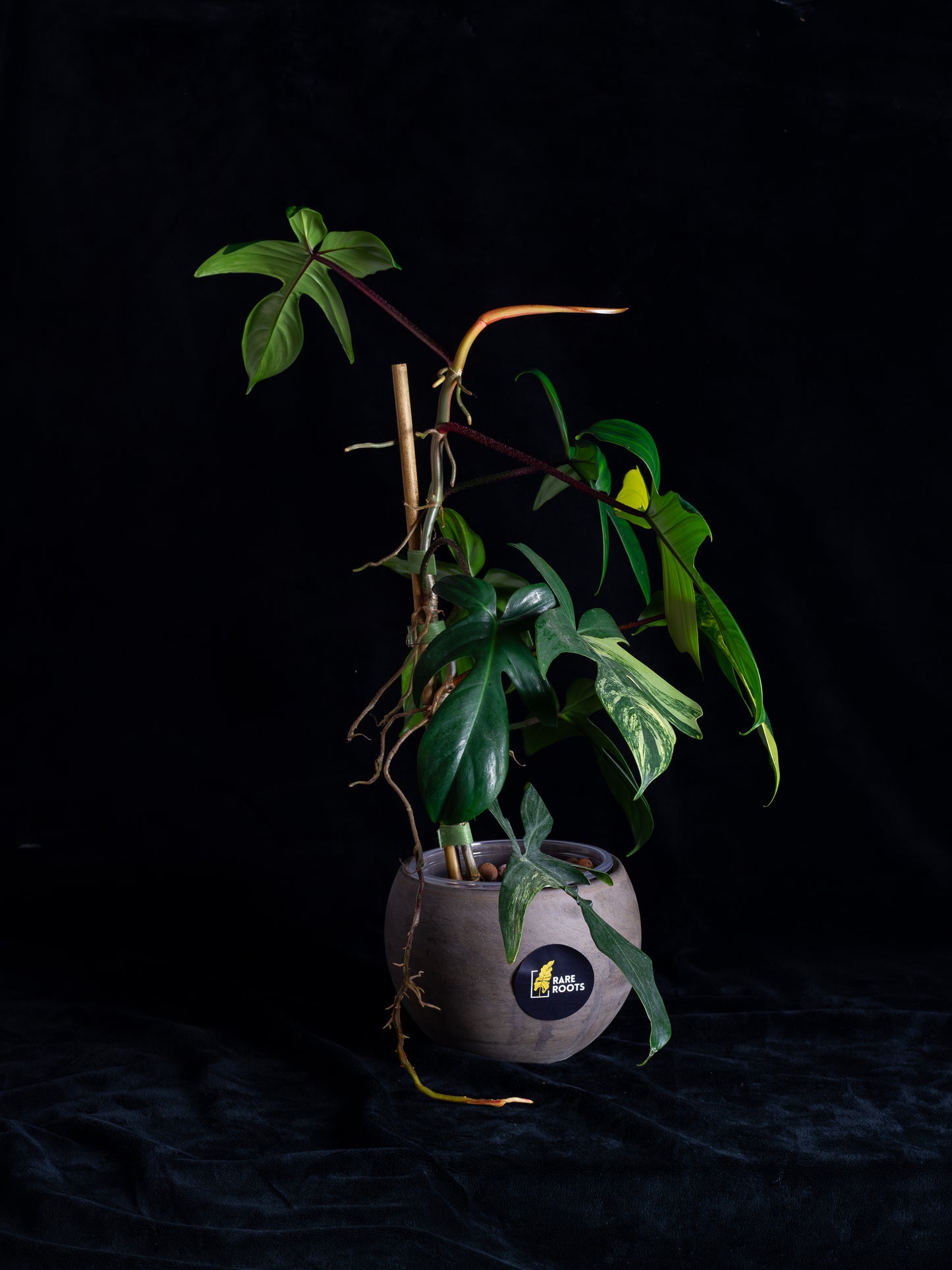 Philodendron Florida Beauty (FB-1232)