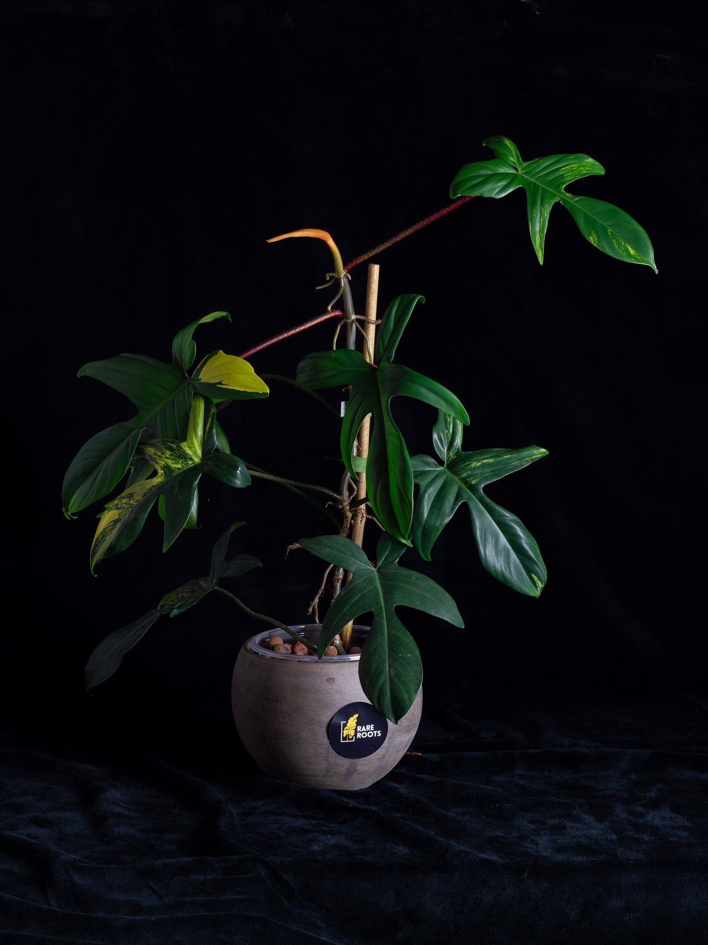 Philodendron Florida Beauty (FB-1232)