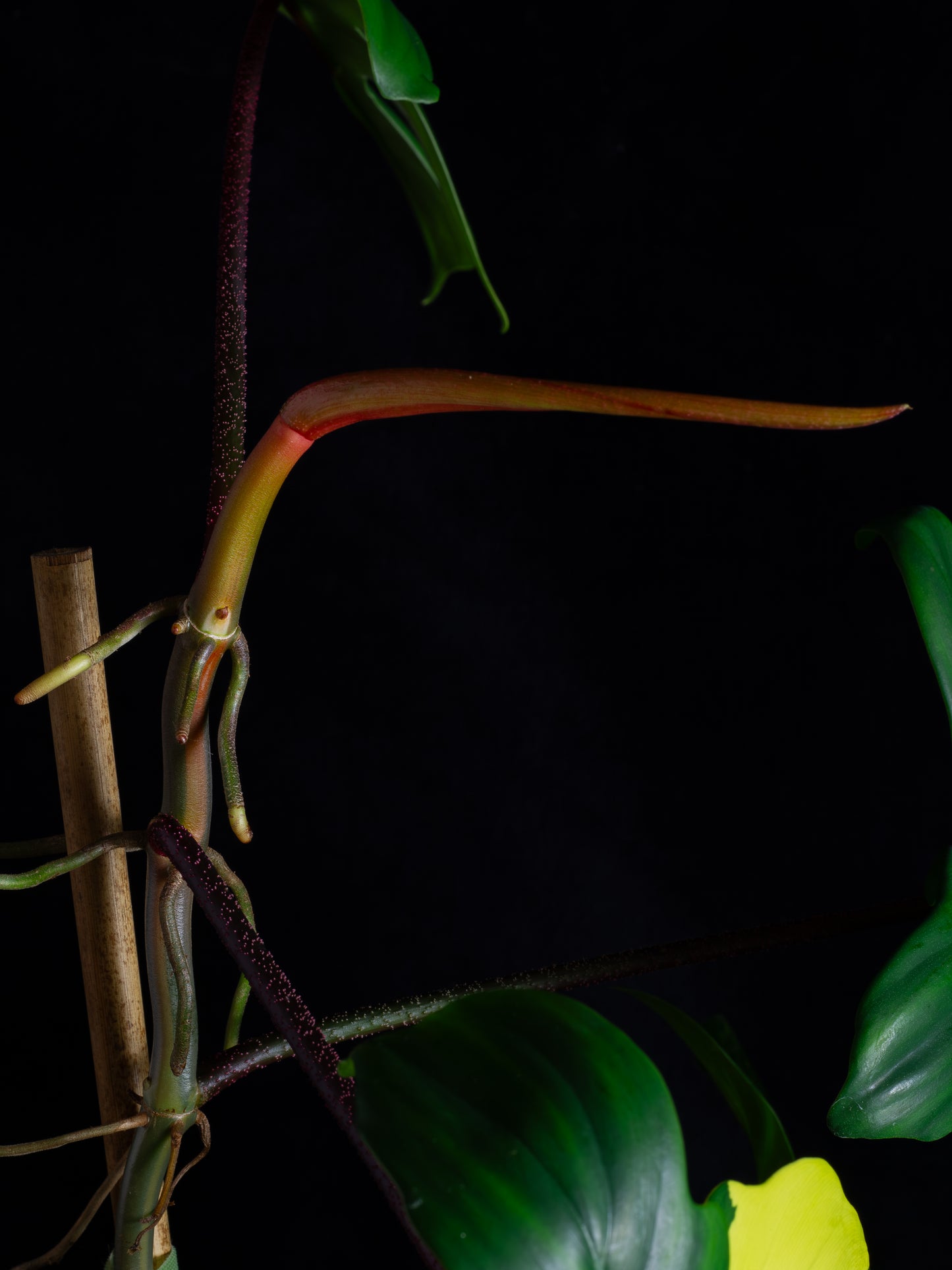 Philodendron Florida Beauty (FB-1232)
