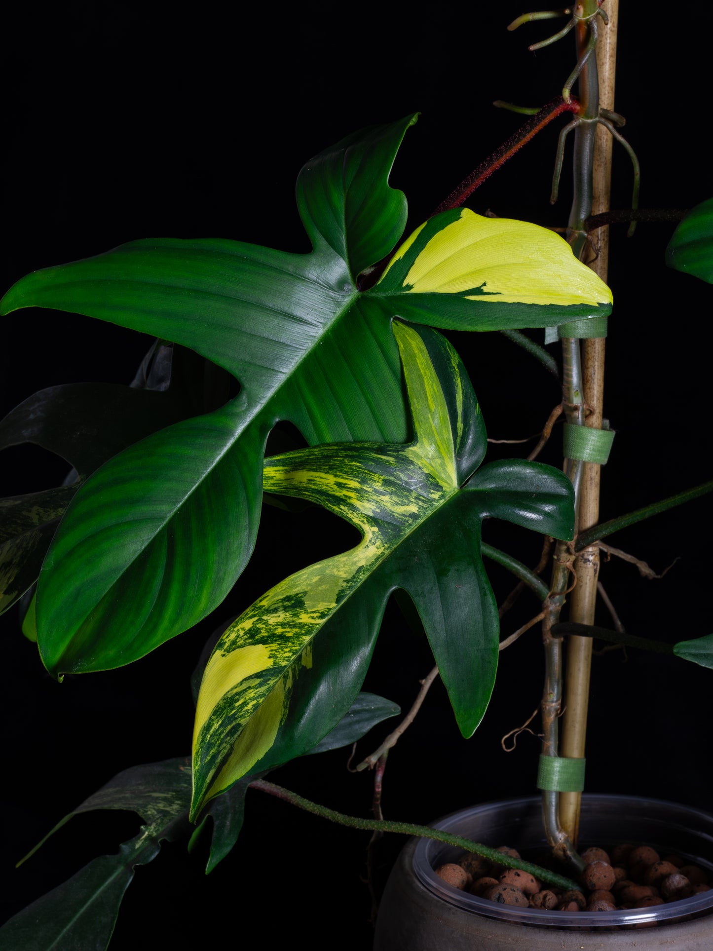 Philodendron Florida Beauty (FB-1232)
