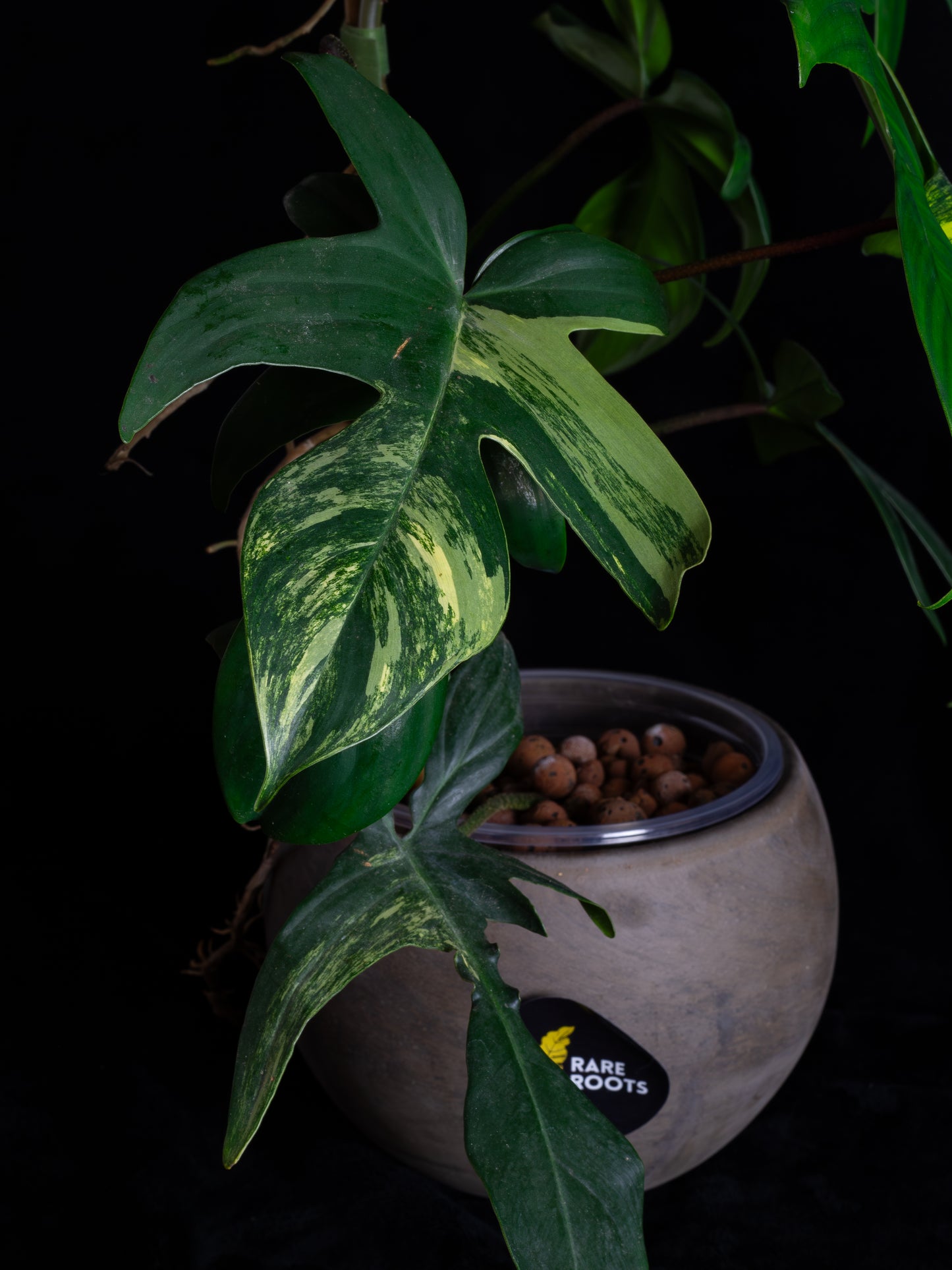 Philodendron Florida Beauty (FB-1232)