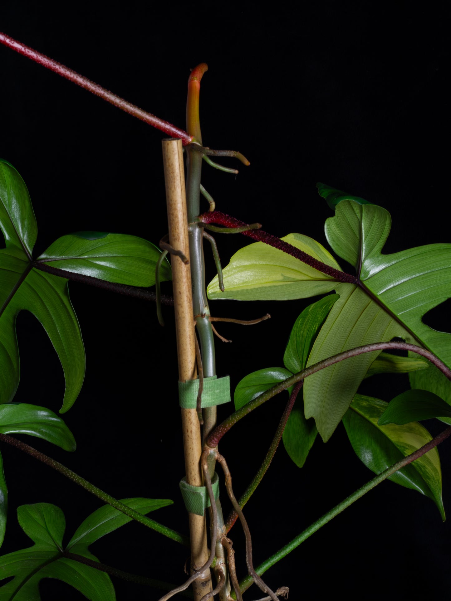 Philodendron Florida Beauty (FB-1232)
