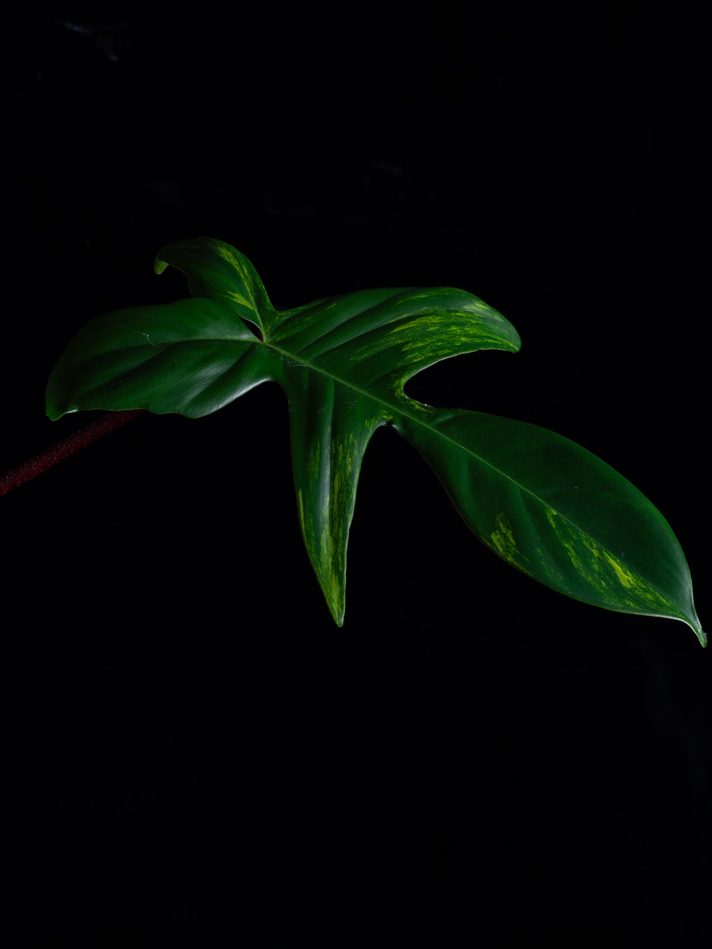 Philodendron Florida Beauty (FB-1232)