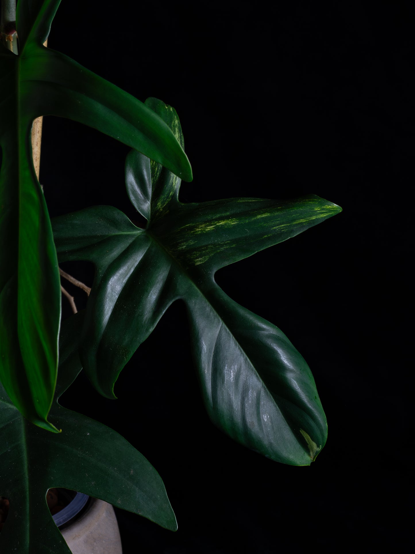 Philodendron Florida Beauty (FB-1232)