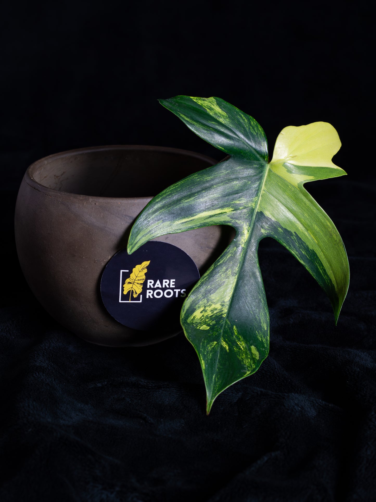 Philodendron Florida Beauty - Pick Exact Cuttings - Unrooted