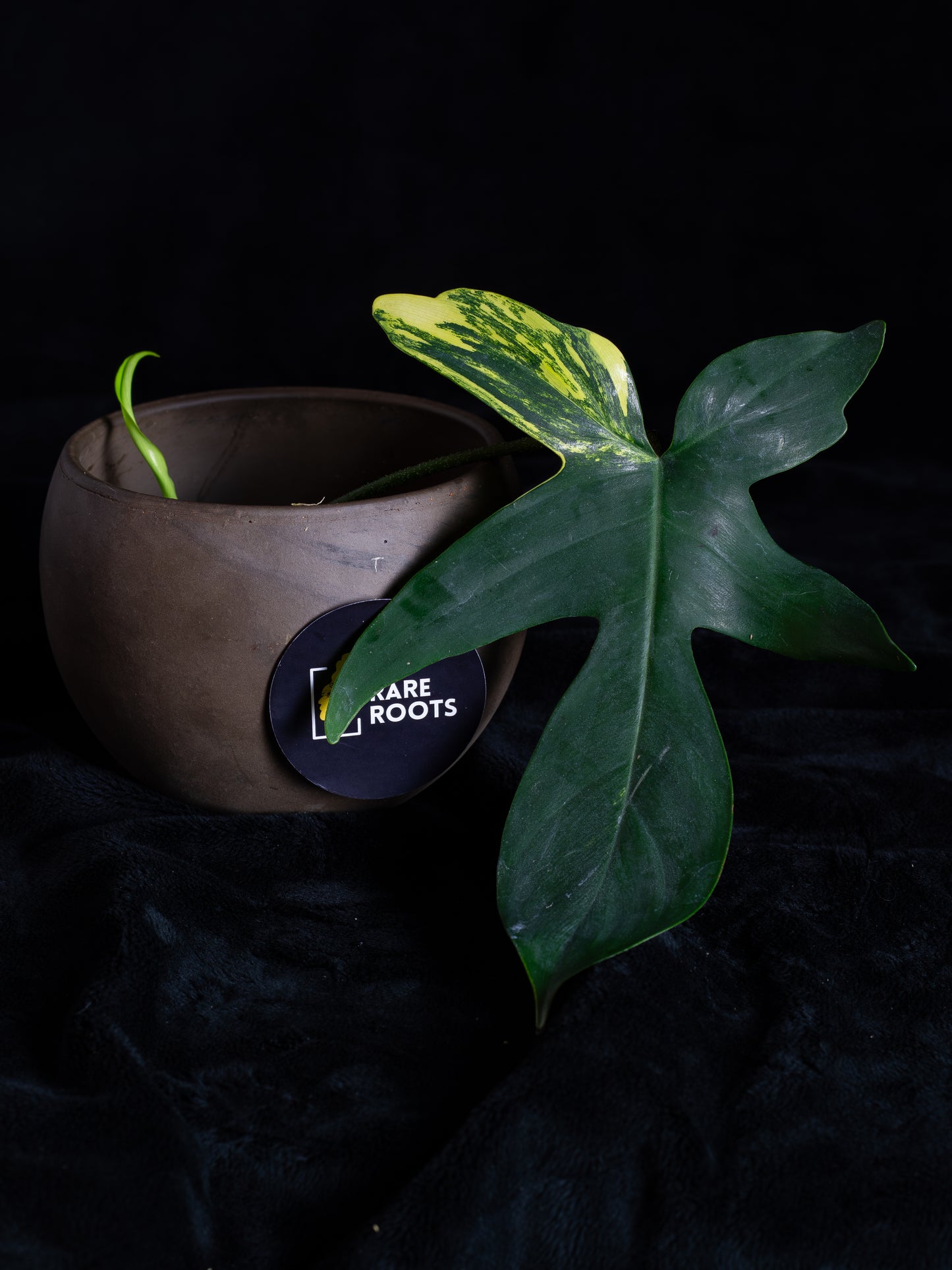 Philodendron Florida Beauty - Pick Exact Cuttings - Unrooted