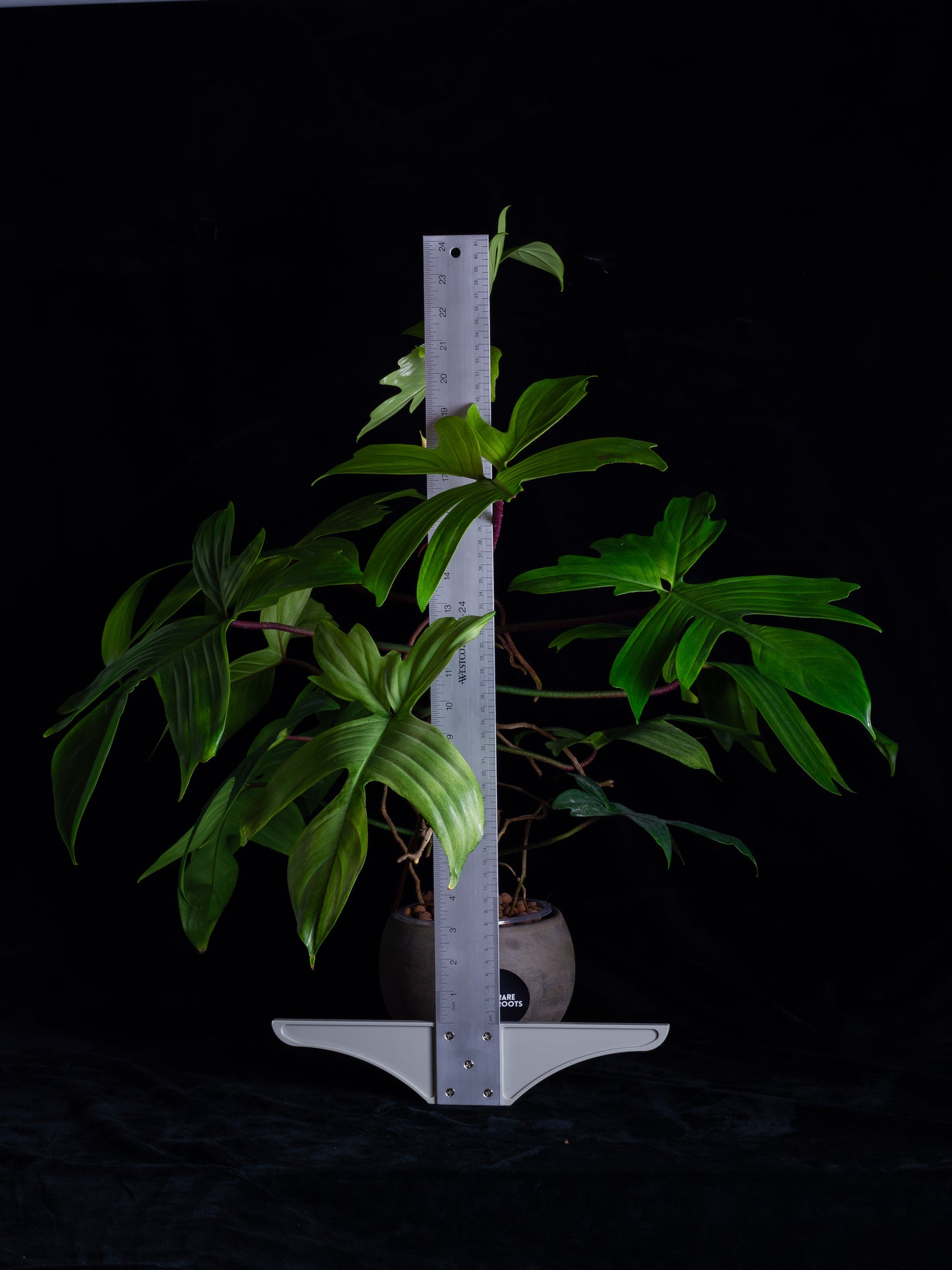 Philodendron Florida Ghost - giant flowering mother plant (FG-1221)