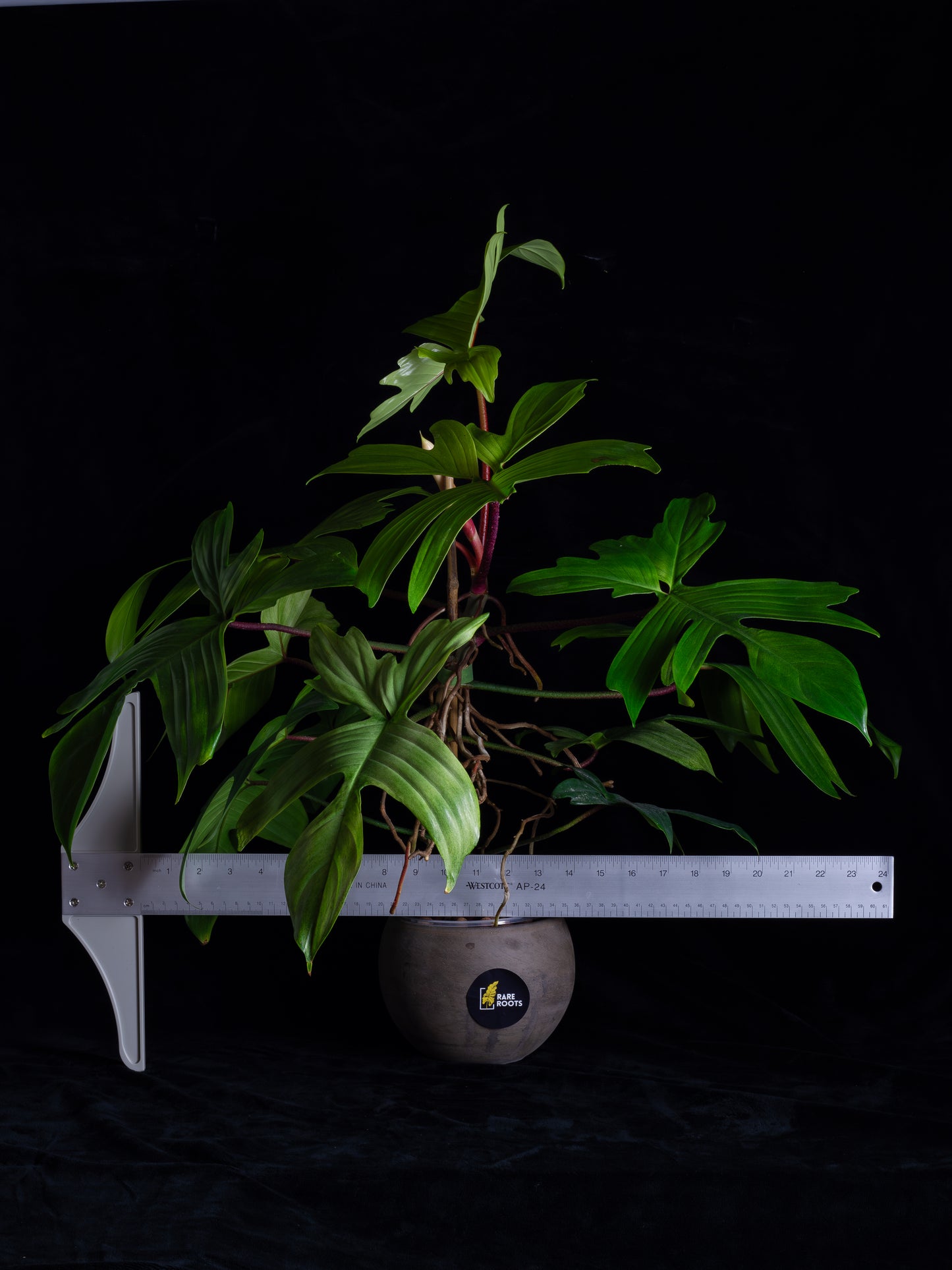 Philodendron Florida Ghost - giant flowering mother plant (FG-1221)