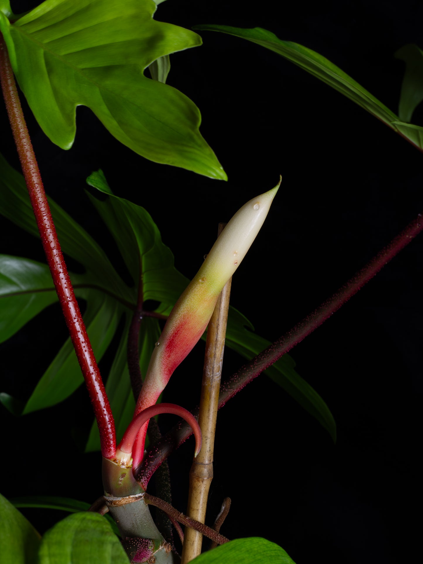 Philodendron Florida Ghost - giant flowering mother plant (FG-1221)