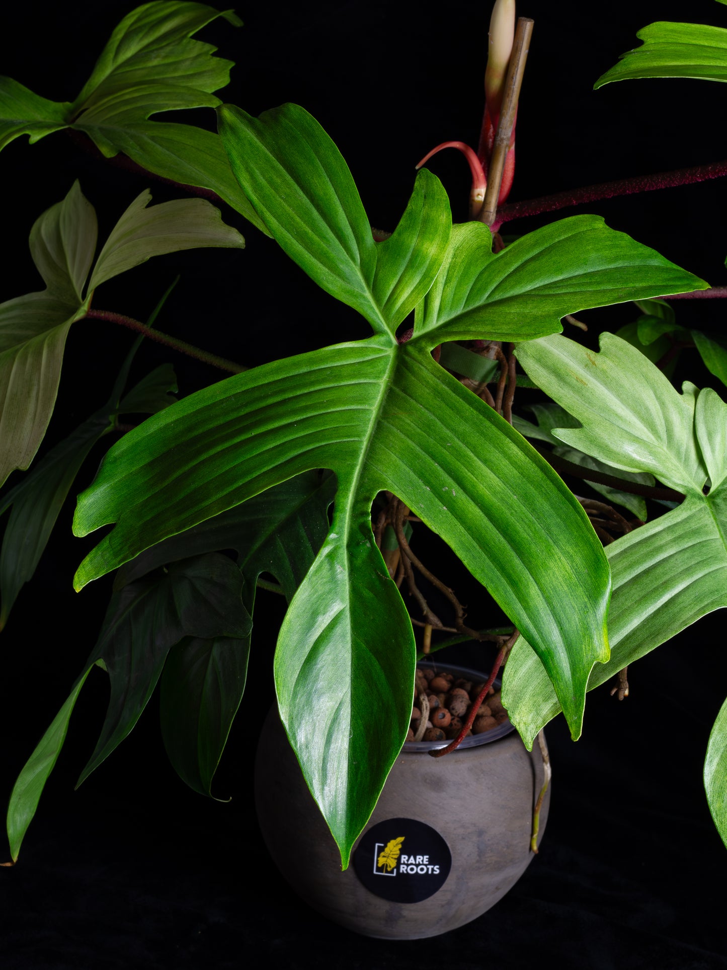 Philodendron Florida Ghost - giant flowering mother plant (FG-1221)