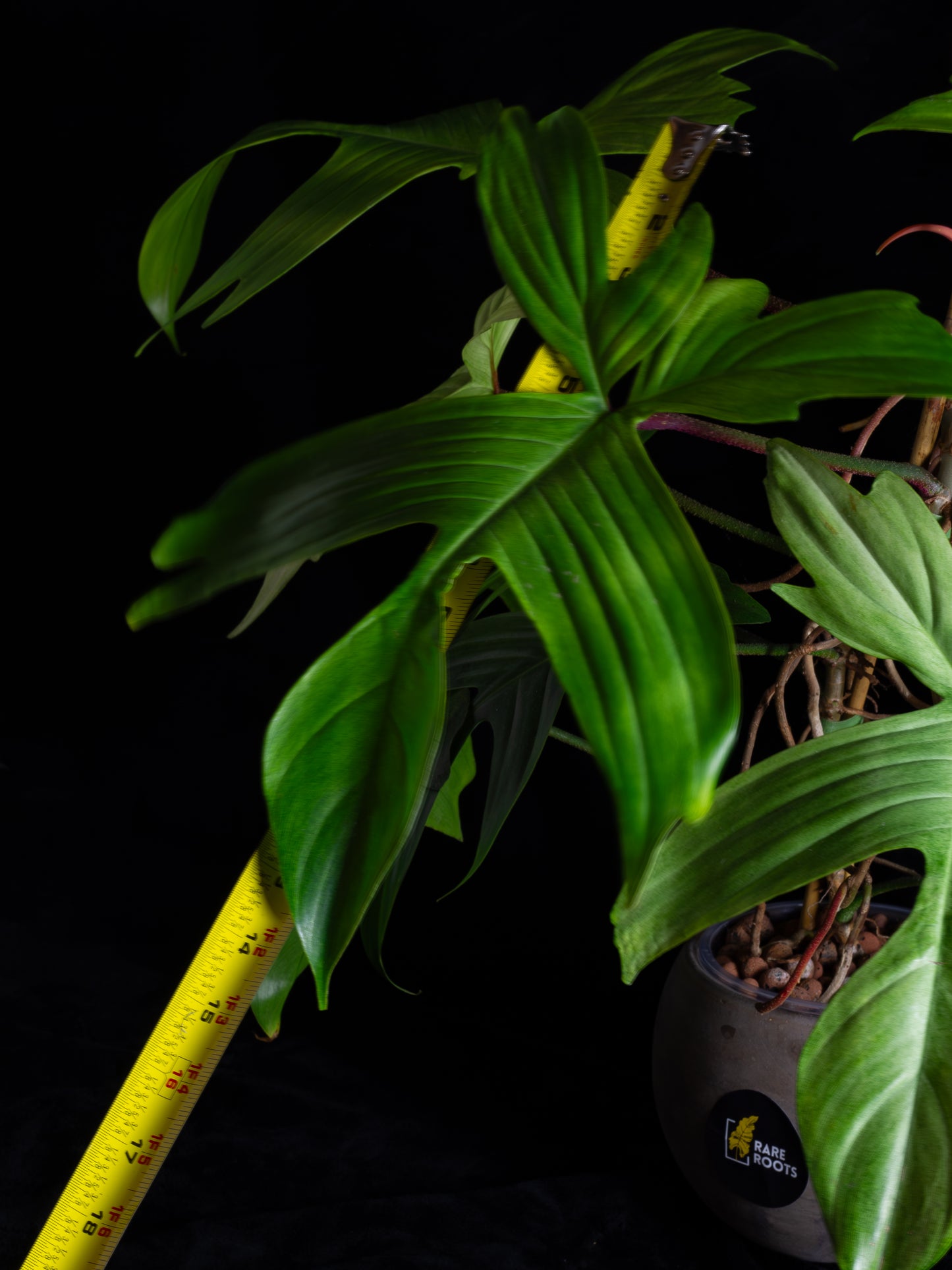 Philodendron Florida Ghost - giant flowering mother plant (FG-1221)