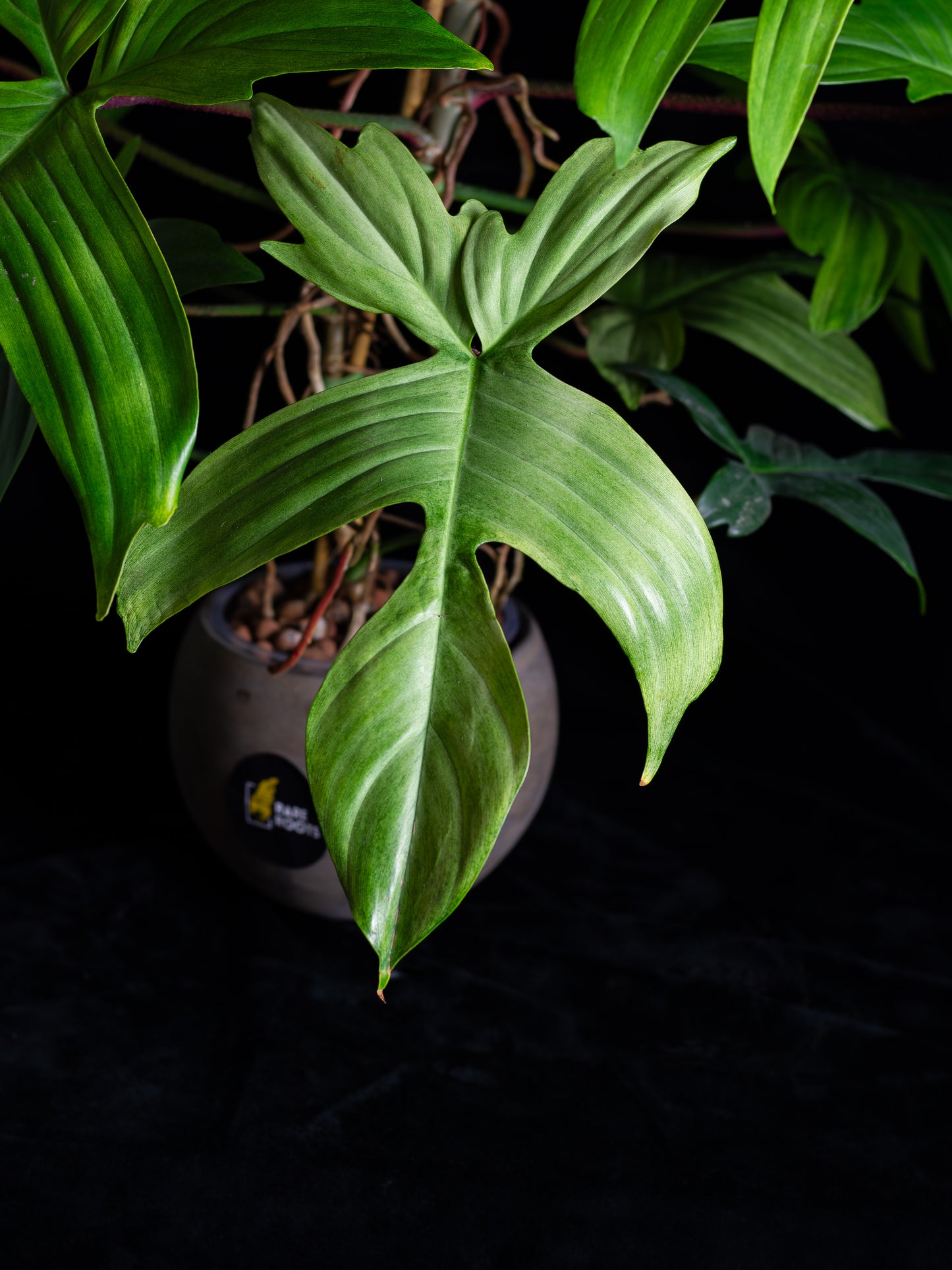 Philodendron Florida Ghost - giant flowering mother plant (FG-1221)