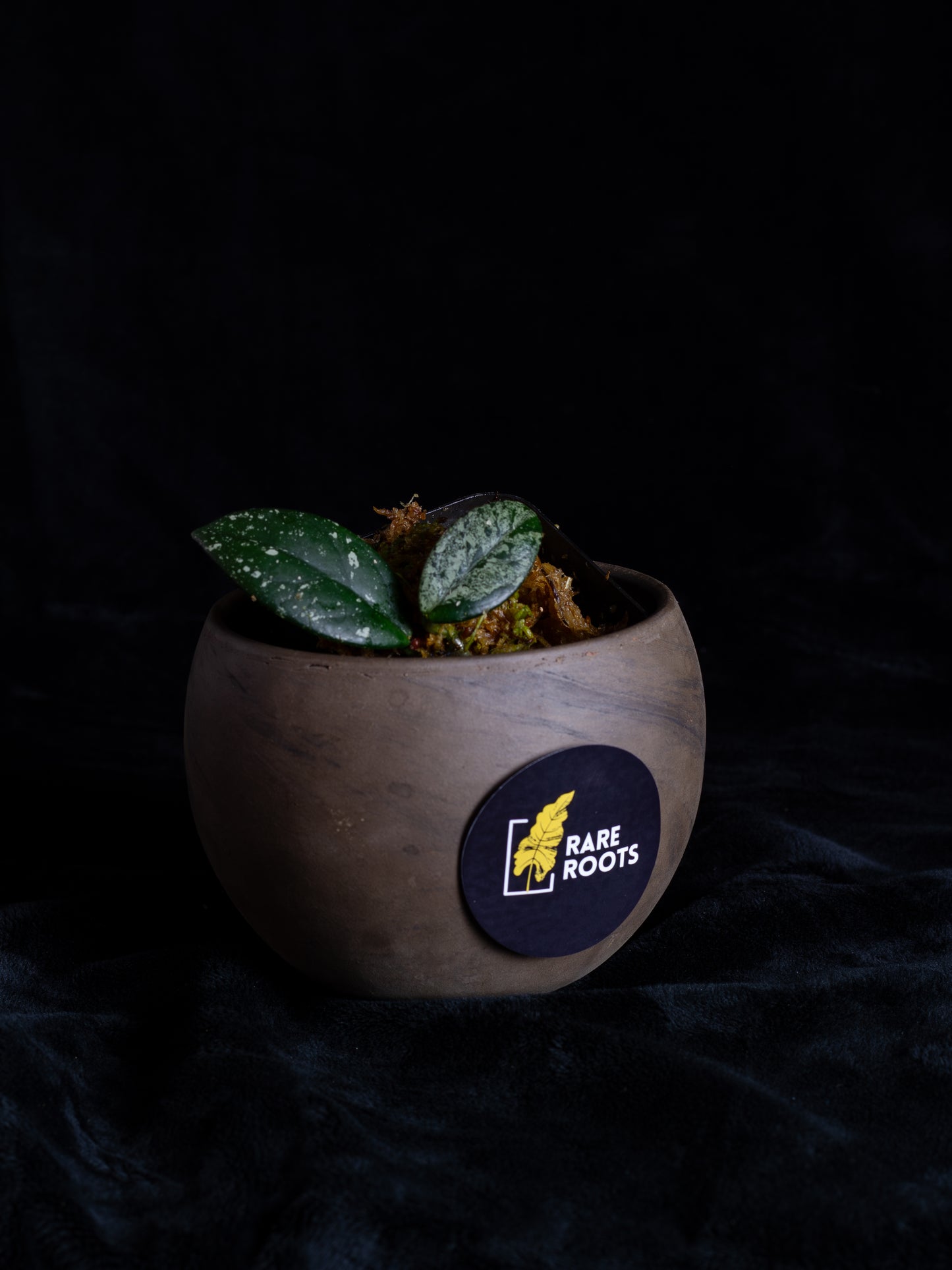 Hoya Wilbur Graves 'Russia' (Small planlets)