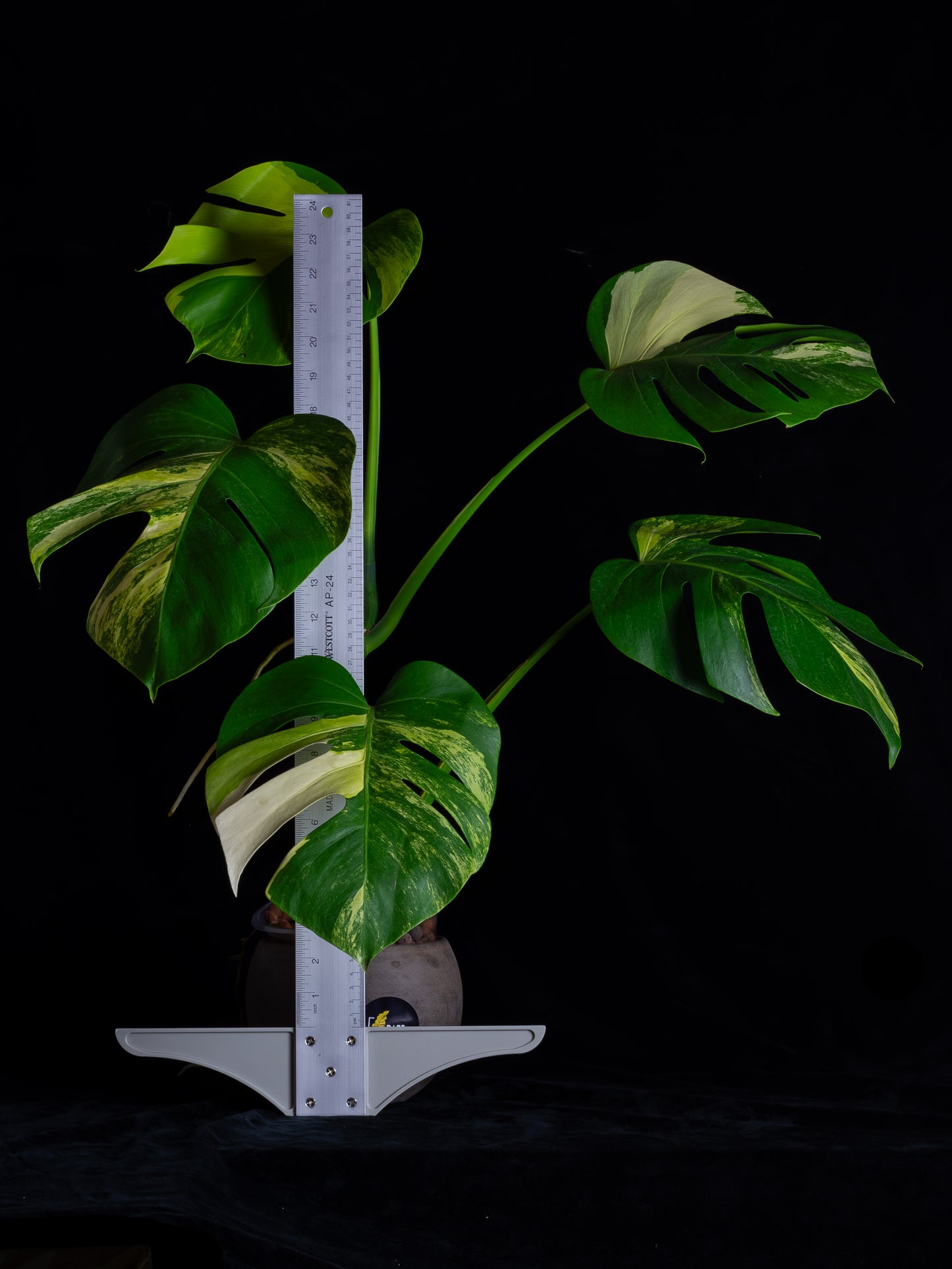Monstera aurea 'tricolor' - variegated SF/borsigiana (MBA-2411)