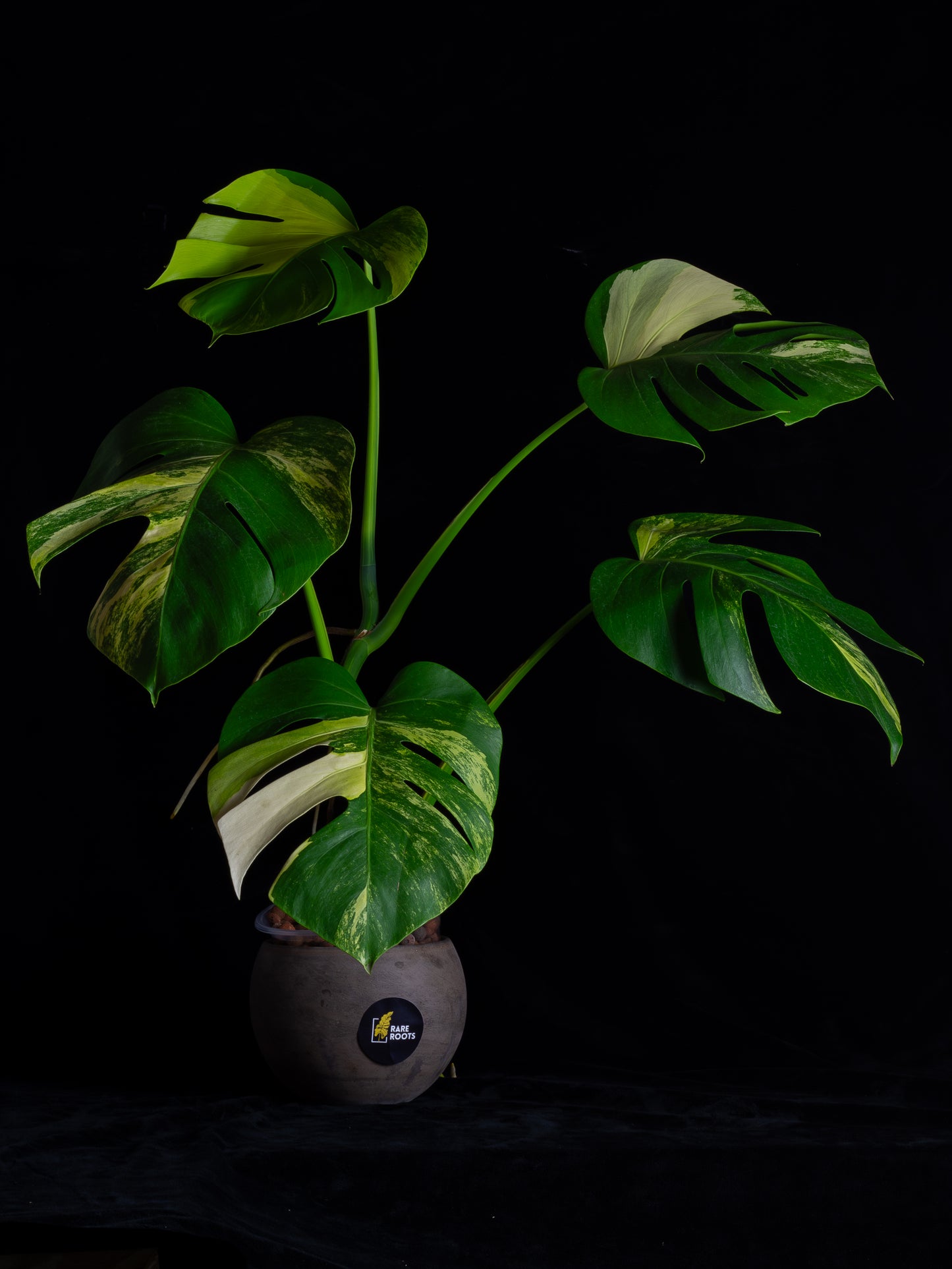 Monstera aurea 'tricolor' - variegated SF/borsigiana (MBA-2411)