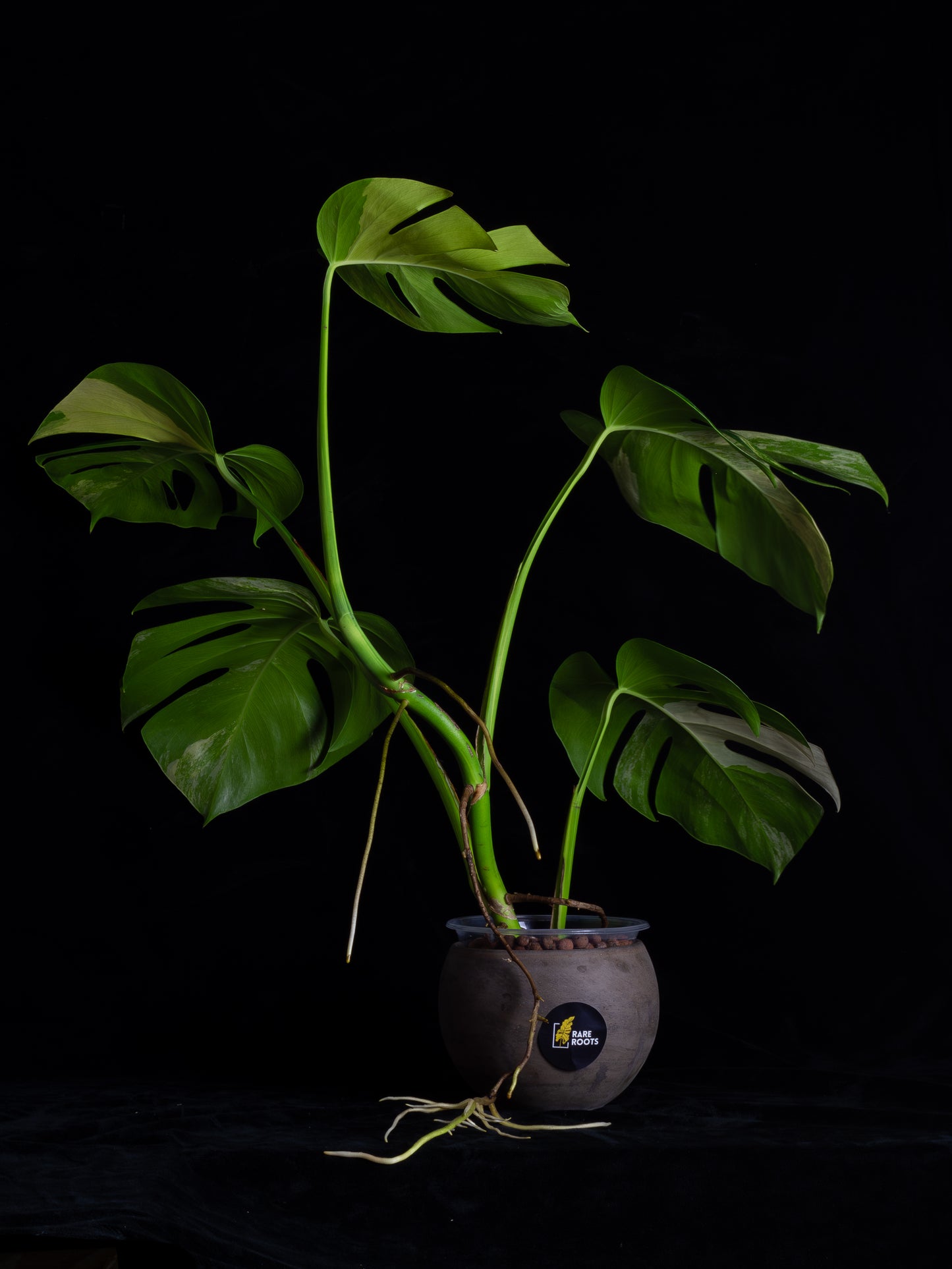 Monstera aurea 'tricolor' - variegated SF/borsigiana (MBA-2411)