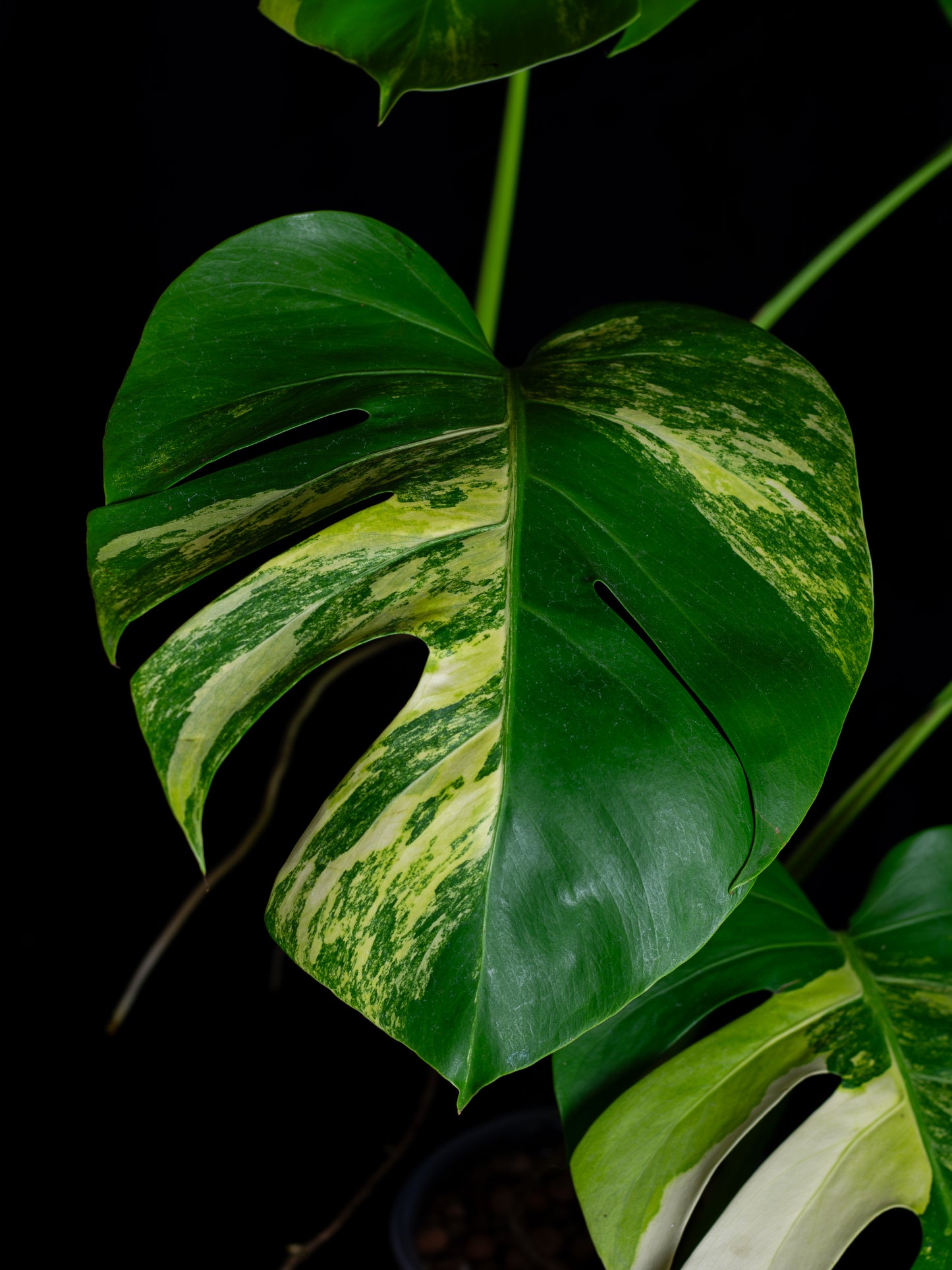 Monstera aurea 'tricolor' - variegated SF/borsigiana (MBA-2411)