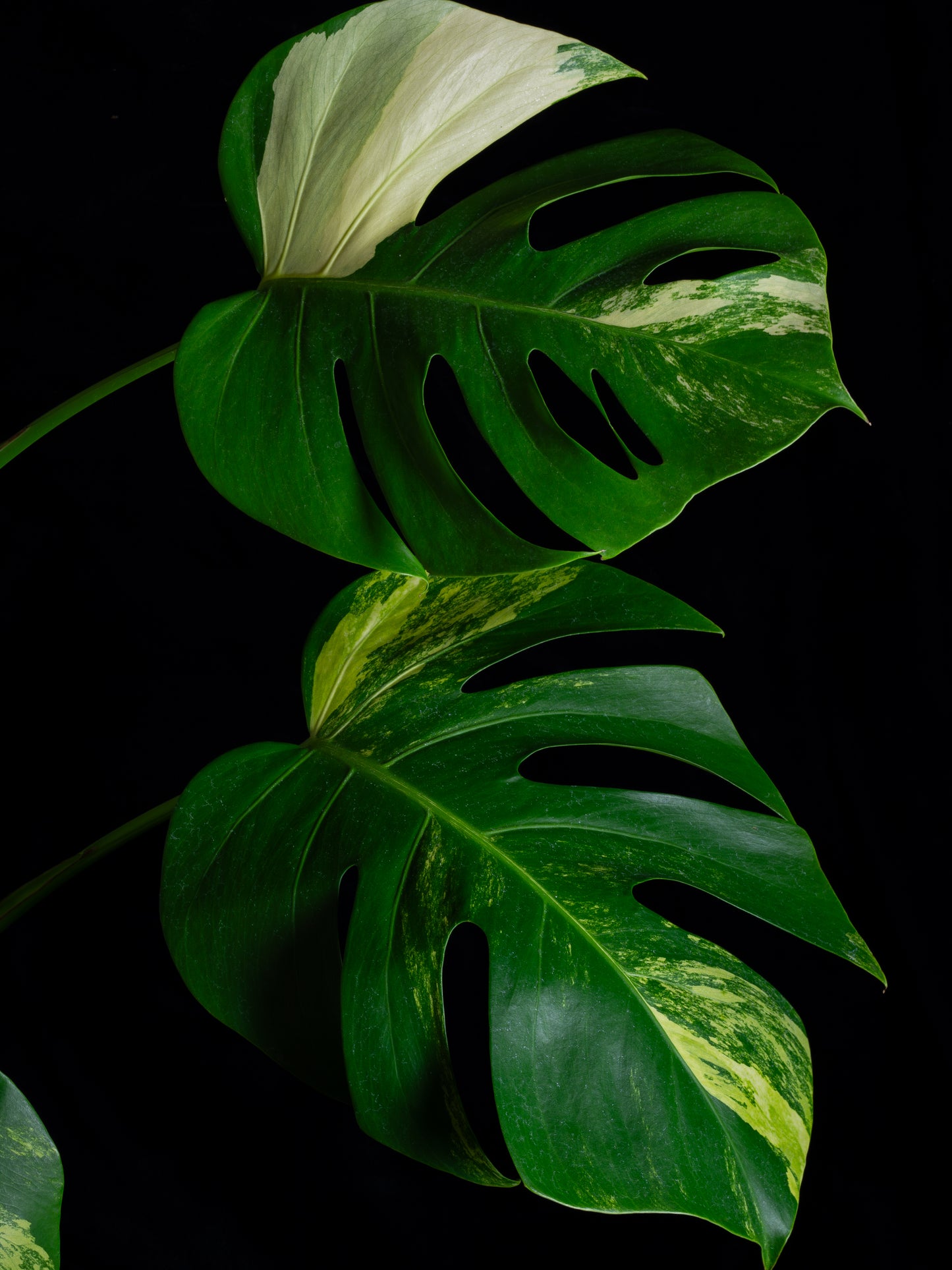 Monstera aurea 'tricolor' - variegated SF/borsigiana (MBA-2411)