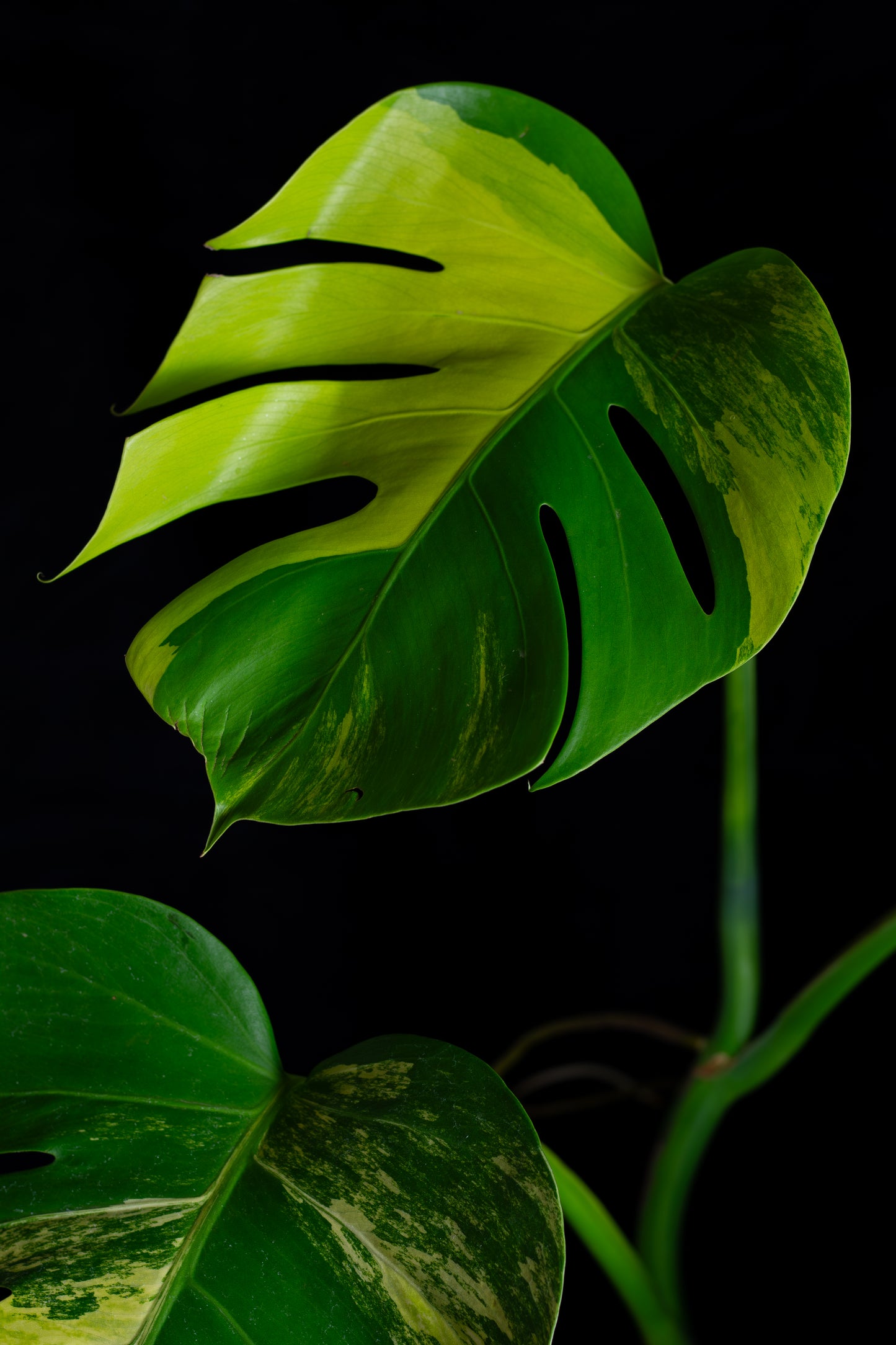 Monstera aurea 'tricolor' - variegated SF/borsigiana (MBA-2411)