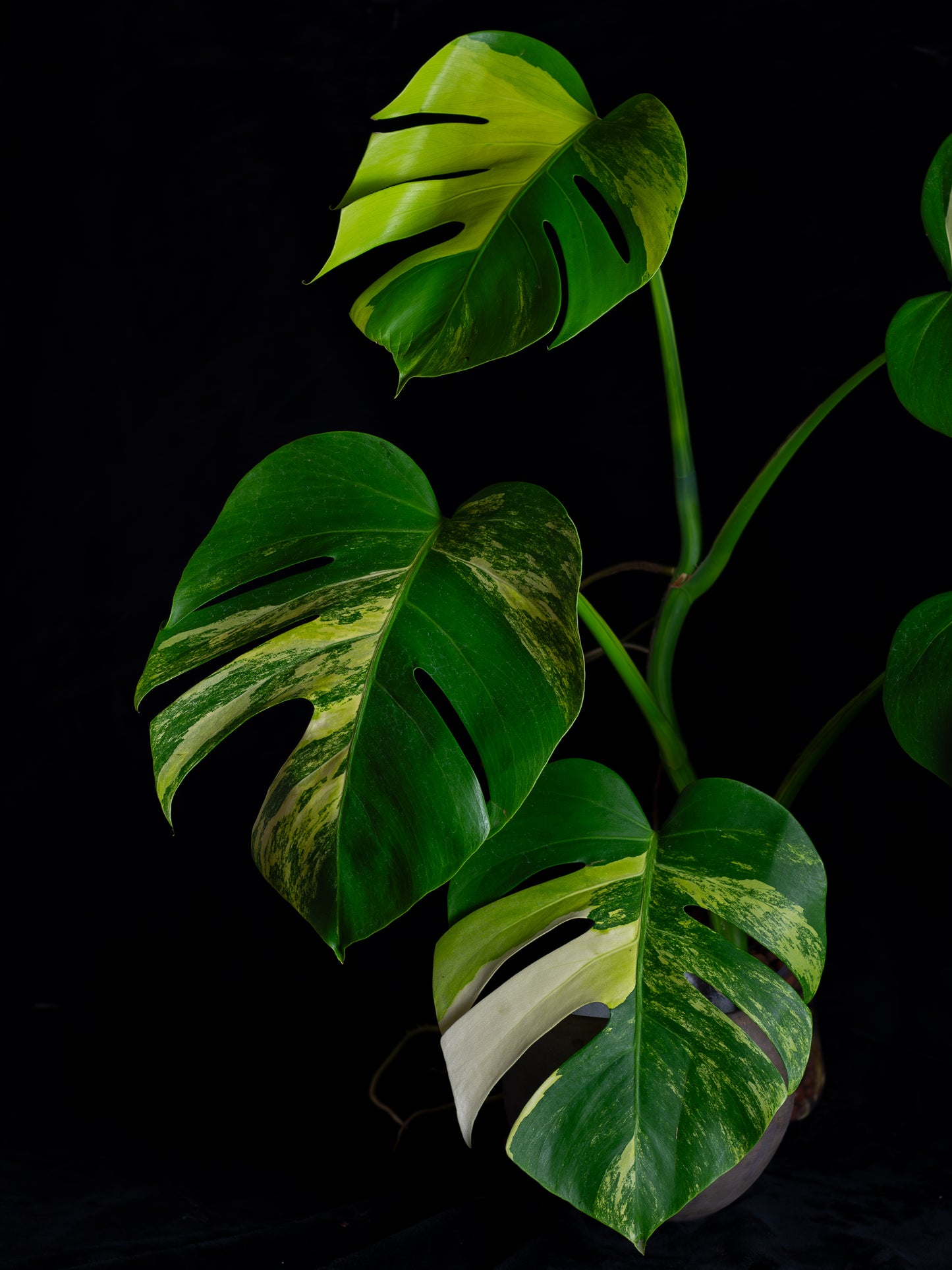 Monstera aurea 'tricolor' - variegated SF/borsigiana (MBA-2411)