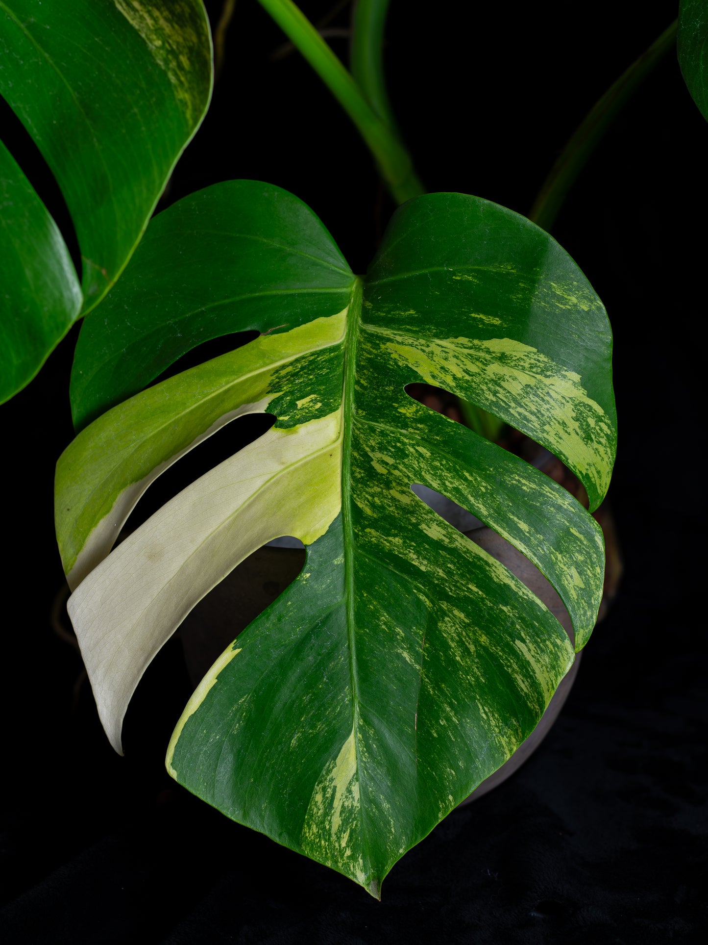 Monstera aurea 'tricolor' - variegated SF/borsigiana (MBA-2411)