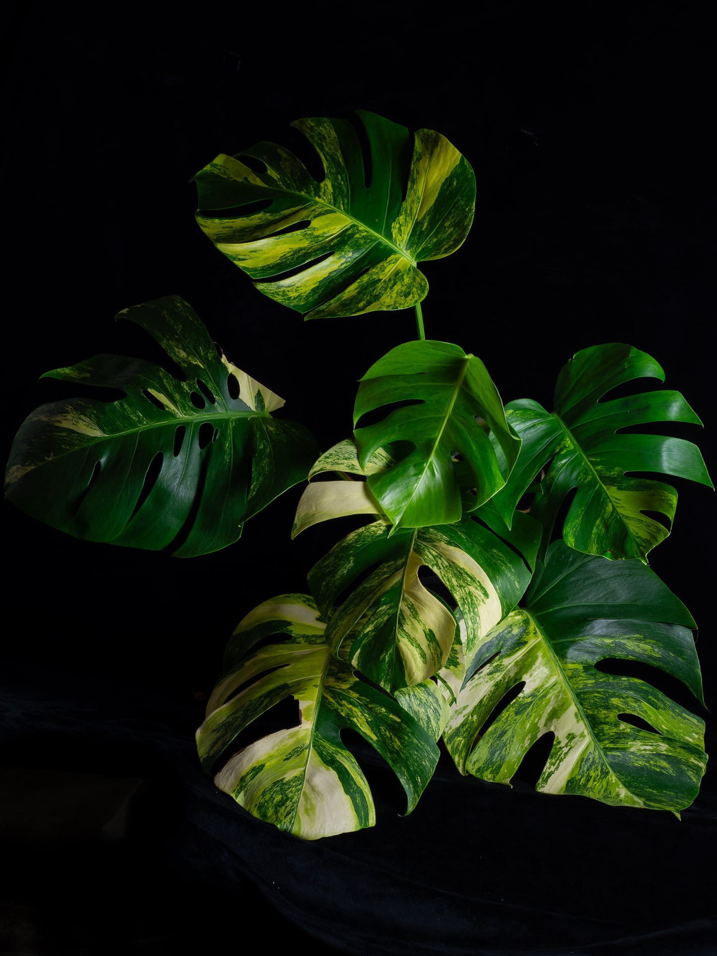 Monstera aurea 'tricolor' - variegated SF/borsigiana (MBA-2412)