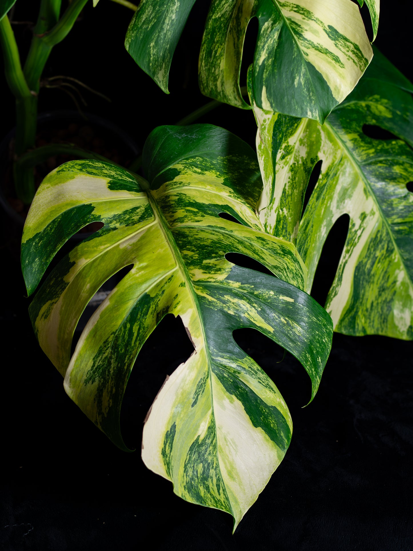 Monstera aurea 'tricolor' - variegated SF/borsigiana (MBA-2412)