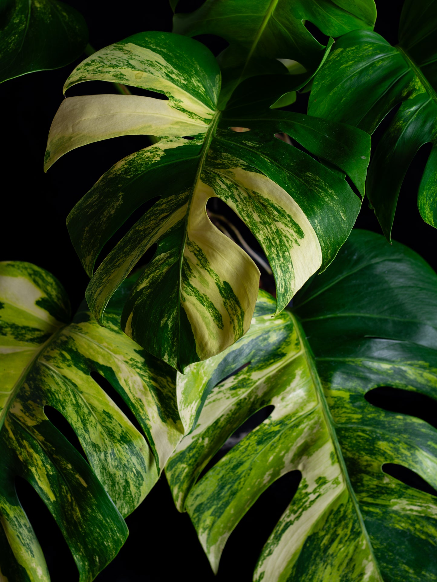 Monstera aurea 'tricolor' - variegated SF/borsigiana (MBA-2412)