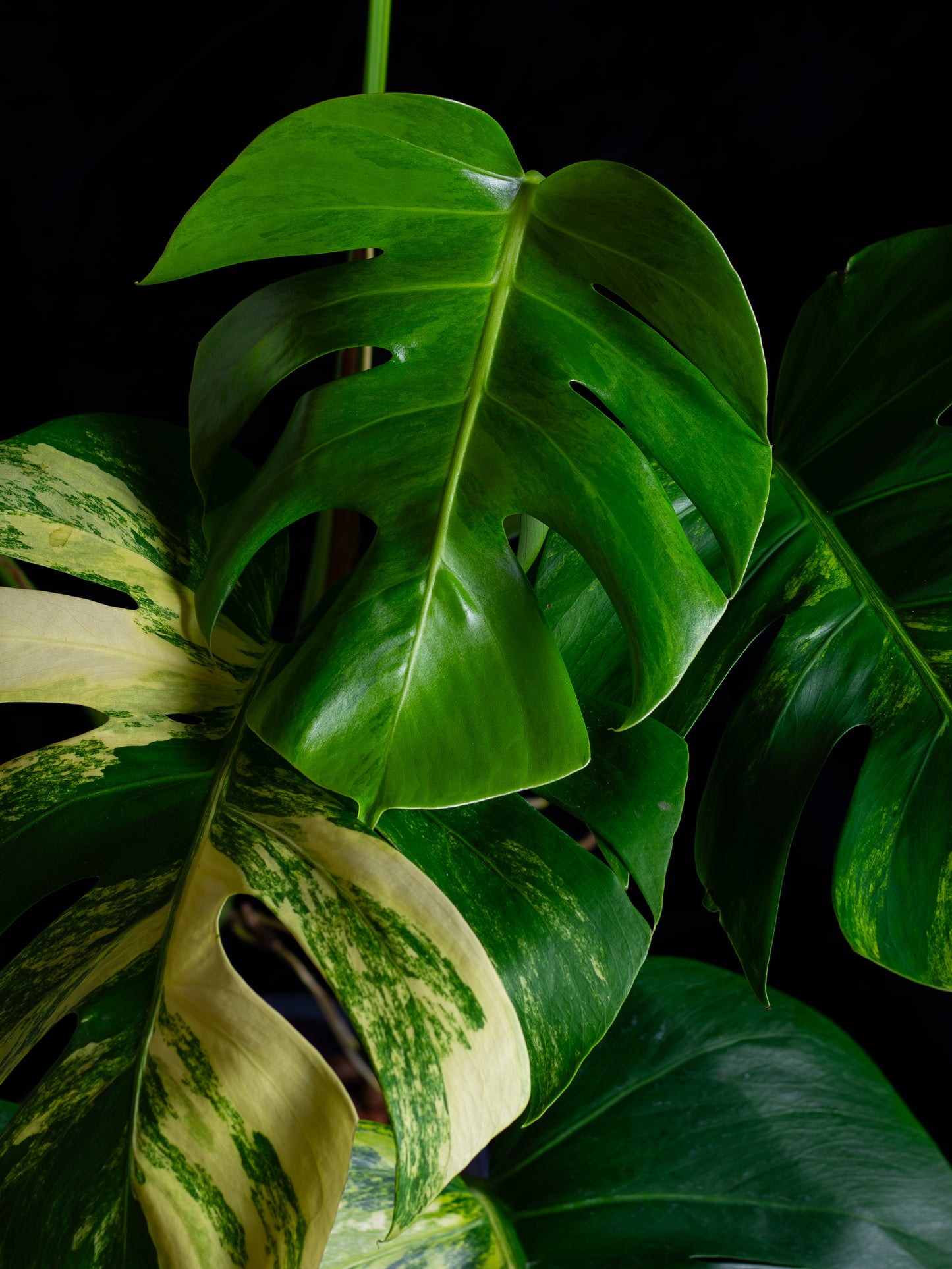 Monstera aurea 'tricolor' - variegated SF/borsigiana (MBA-2412)