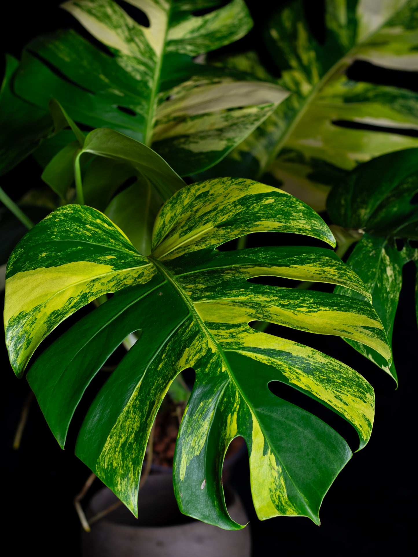 Monstera aurea 'tricolor' - variegated SF/borsigiana (MBA-2412)