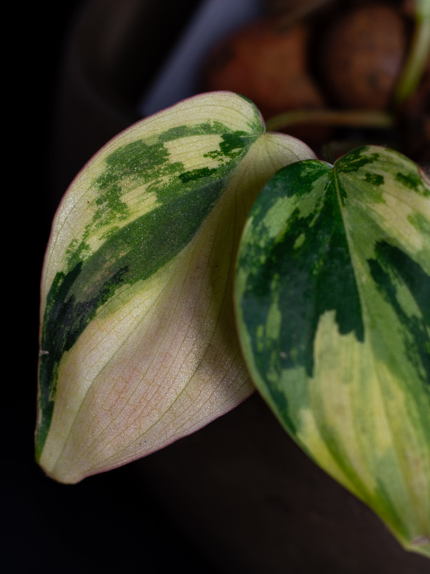 Philodendron Micans Aurea - high variegation (MIV-1421)