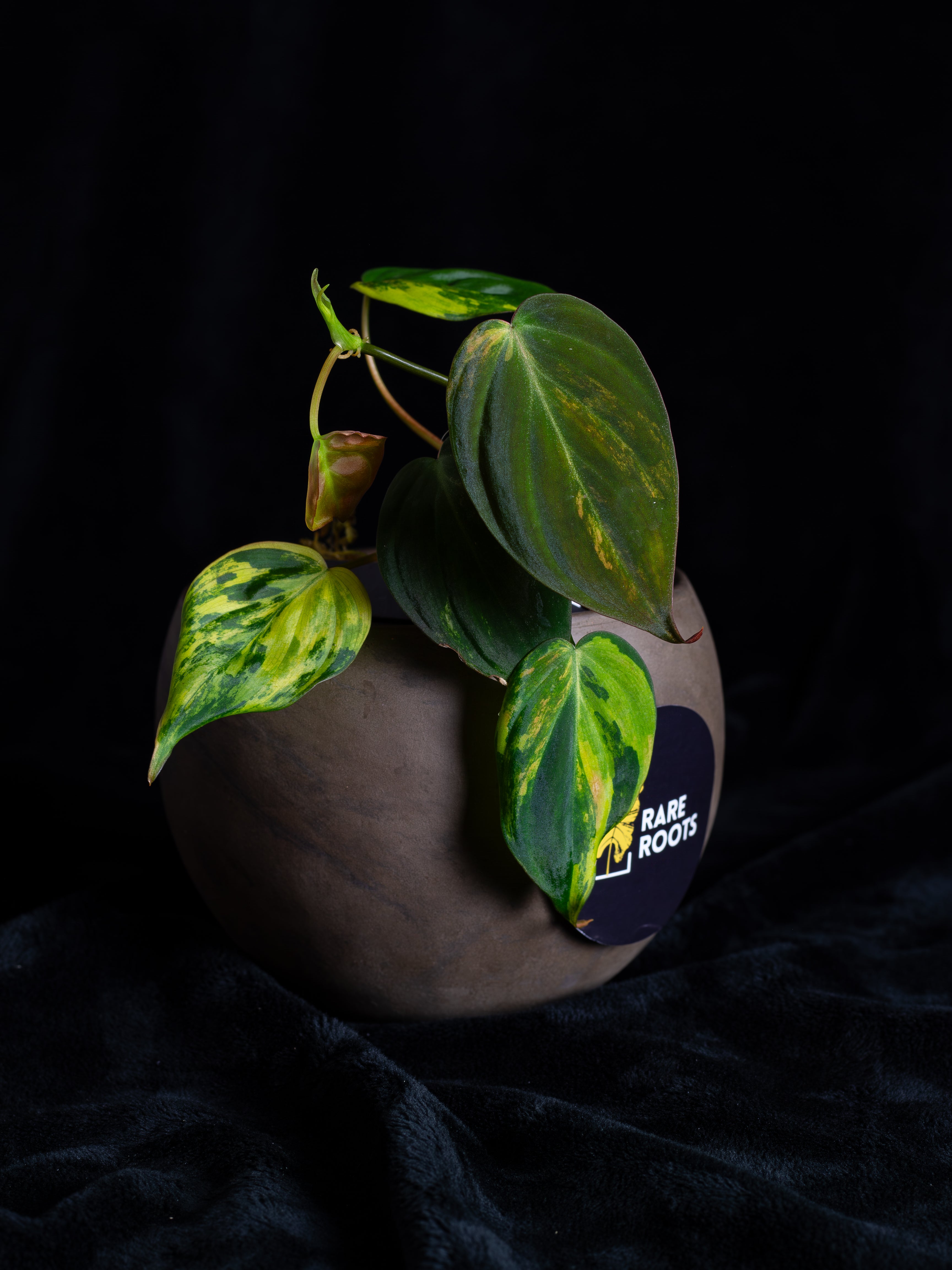 philodendron micans aurea Philodendron Micans Aurea (MIV-X13A4) – Rare Roots Co