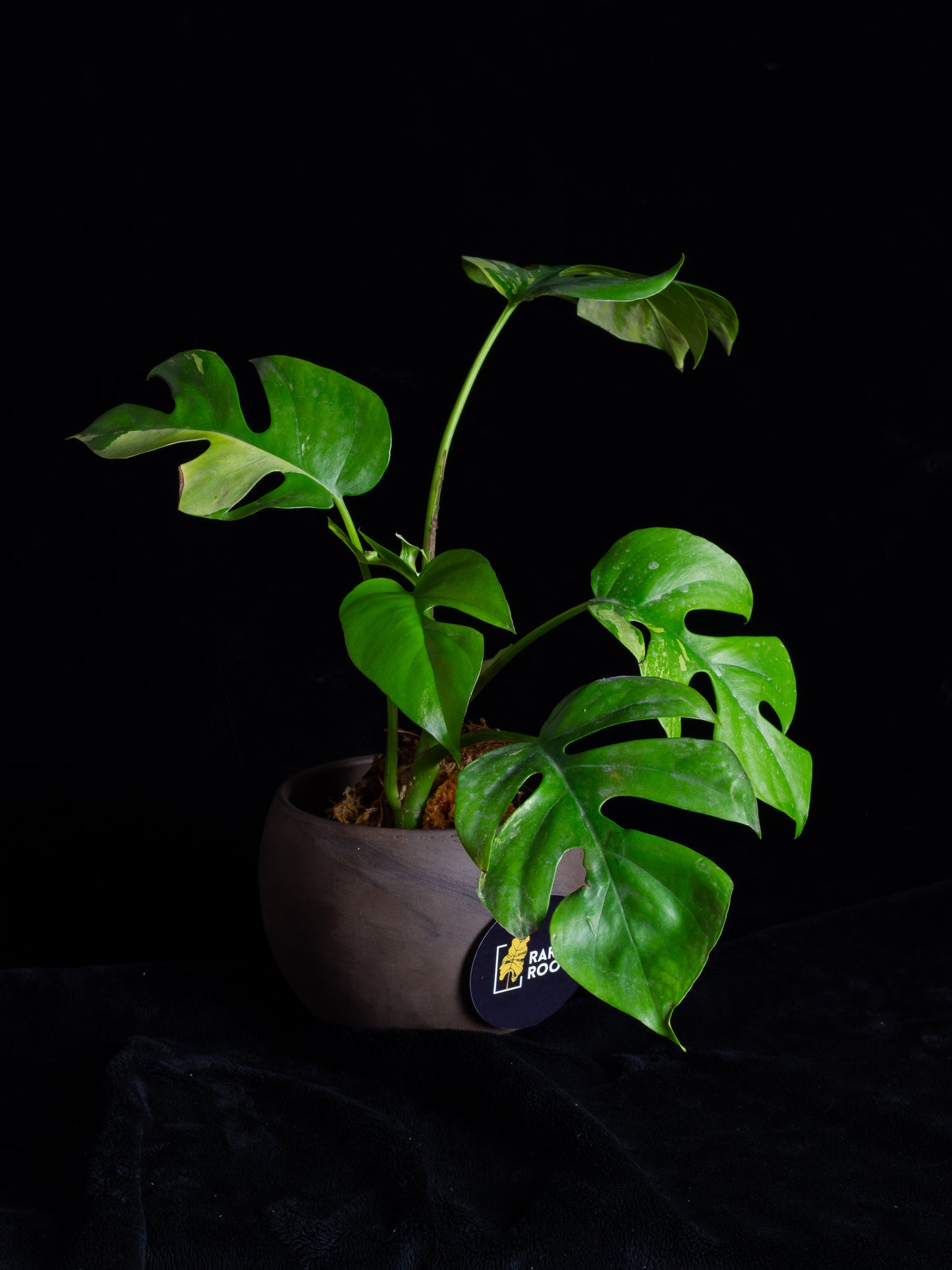 Rhaphidophora Tetrasperma albo variegated (RTV-X232)