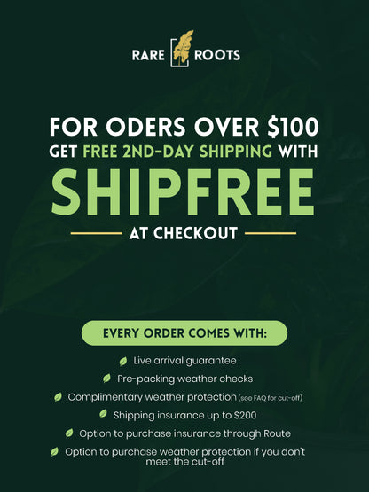 Alocasia baginda 'Pink Dragon' variegated (APD-2121)