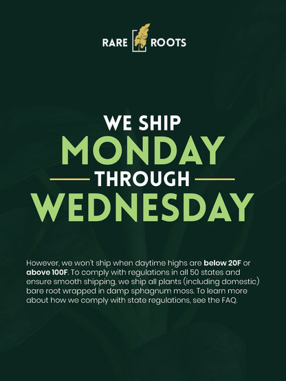 Alocasia baginda 'Pink Dragon' variegated (APD-2121)