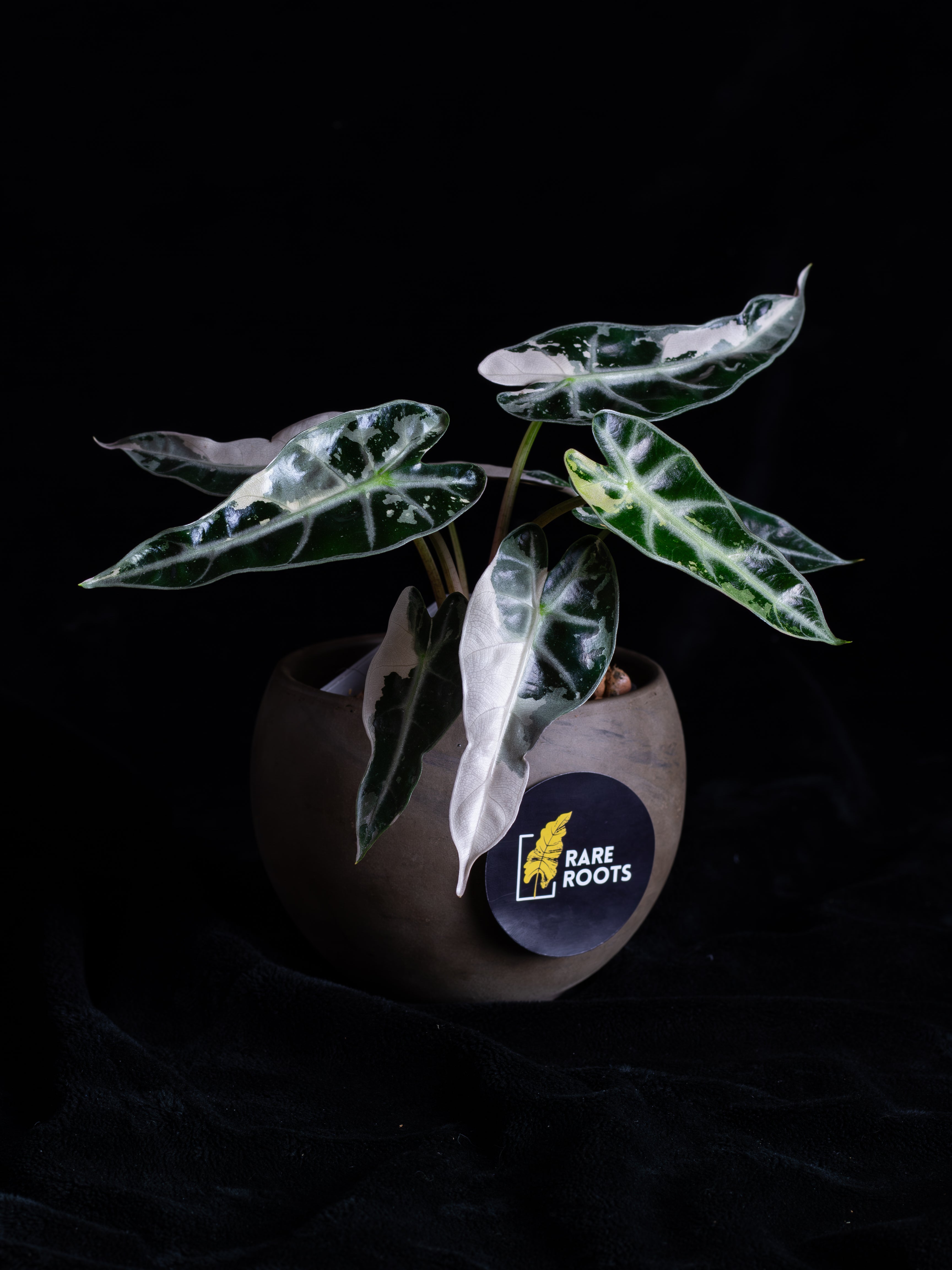 Rare & Unusual Aroids – Rare Roots Co