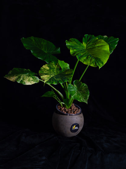 Alocasia odora 'Gageana' aurea - w/ pups! (AGA-2111)