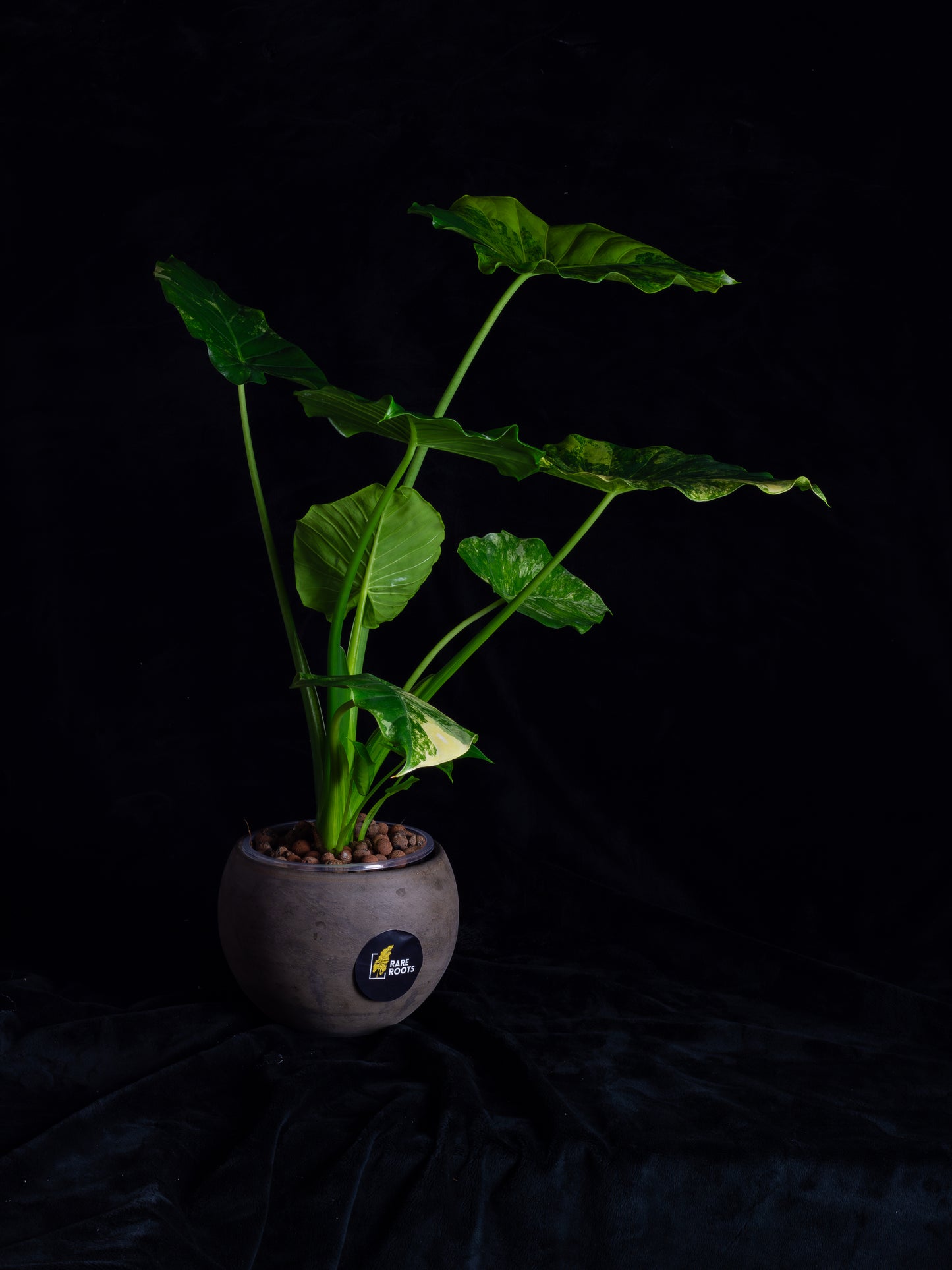 Alocasia odora 'Gageana' aurea - w/ pups! (AGA-2111)
