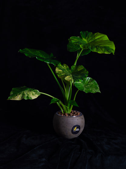 Alocasia odora 'Gageana' aurea - w/ pups! (AGA-2111)