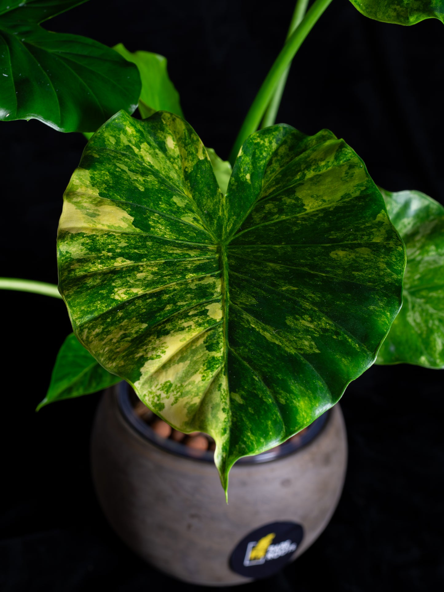 Alocasia odora 'Gageana' aurea - w/ pups! (AGA-2111)