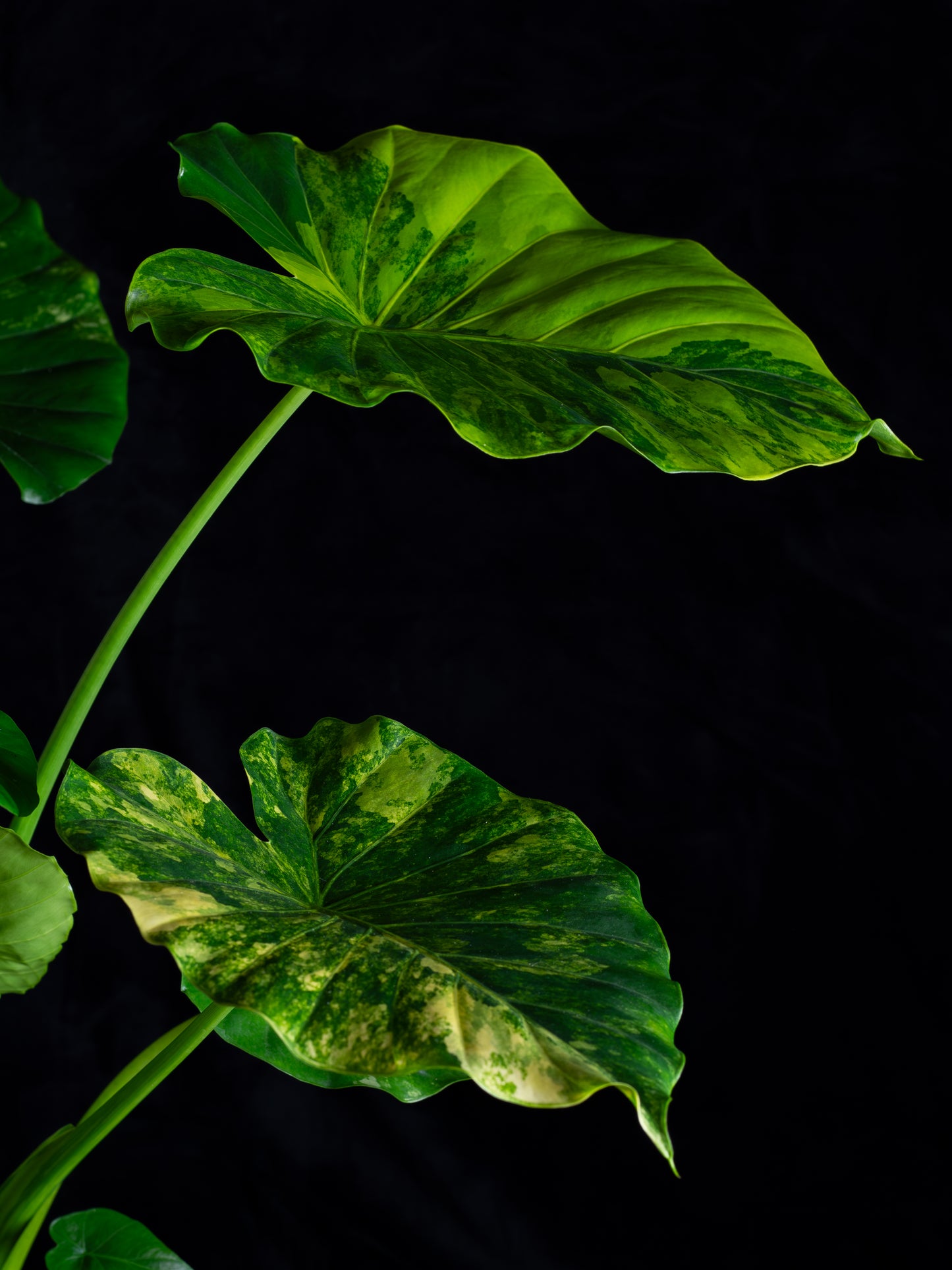 Alocasia odora 'Gageana' aurea - w/ pups! (AGA-2111)