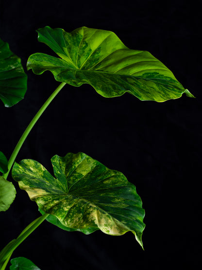 Alocasia odora 'Gageana' aurea - w/ pups! (AGA-2111)