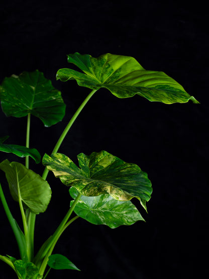 Alocasia odora 'Gageana' aurea - w/ pups! (AGA-2111)