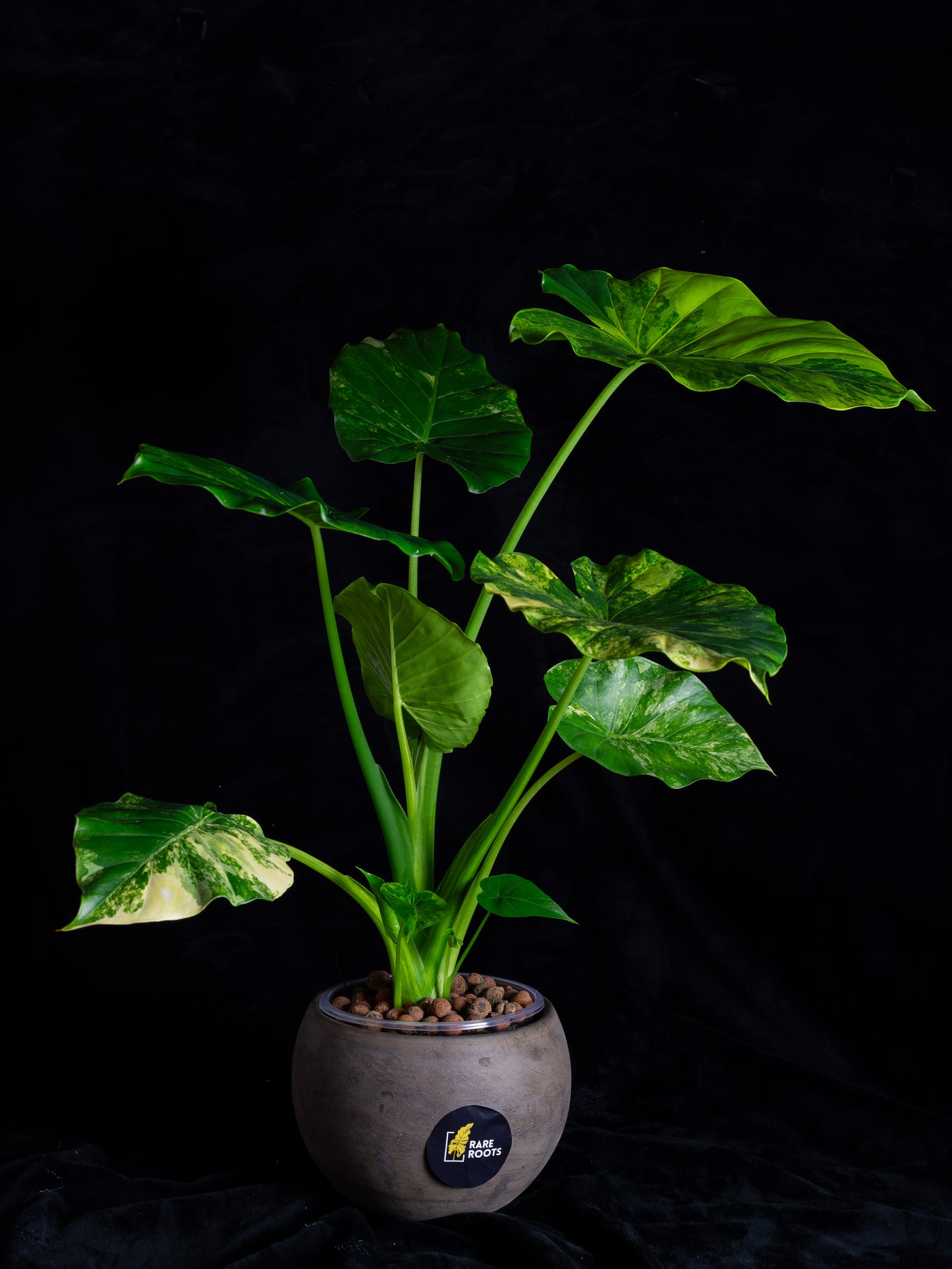 Alocasia odora 'Gageana' aurea - w/ pups! (AGA-2111)