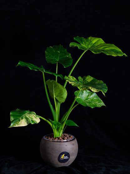 Alocasia odora 'Gageana' aurea - w/ pups! (AGA-2111)