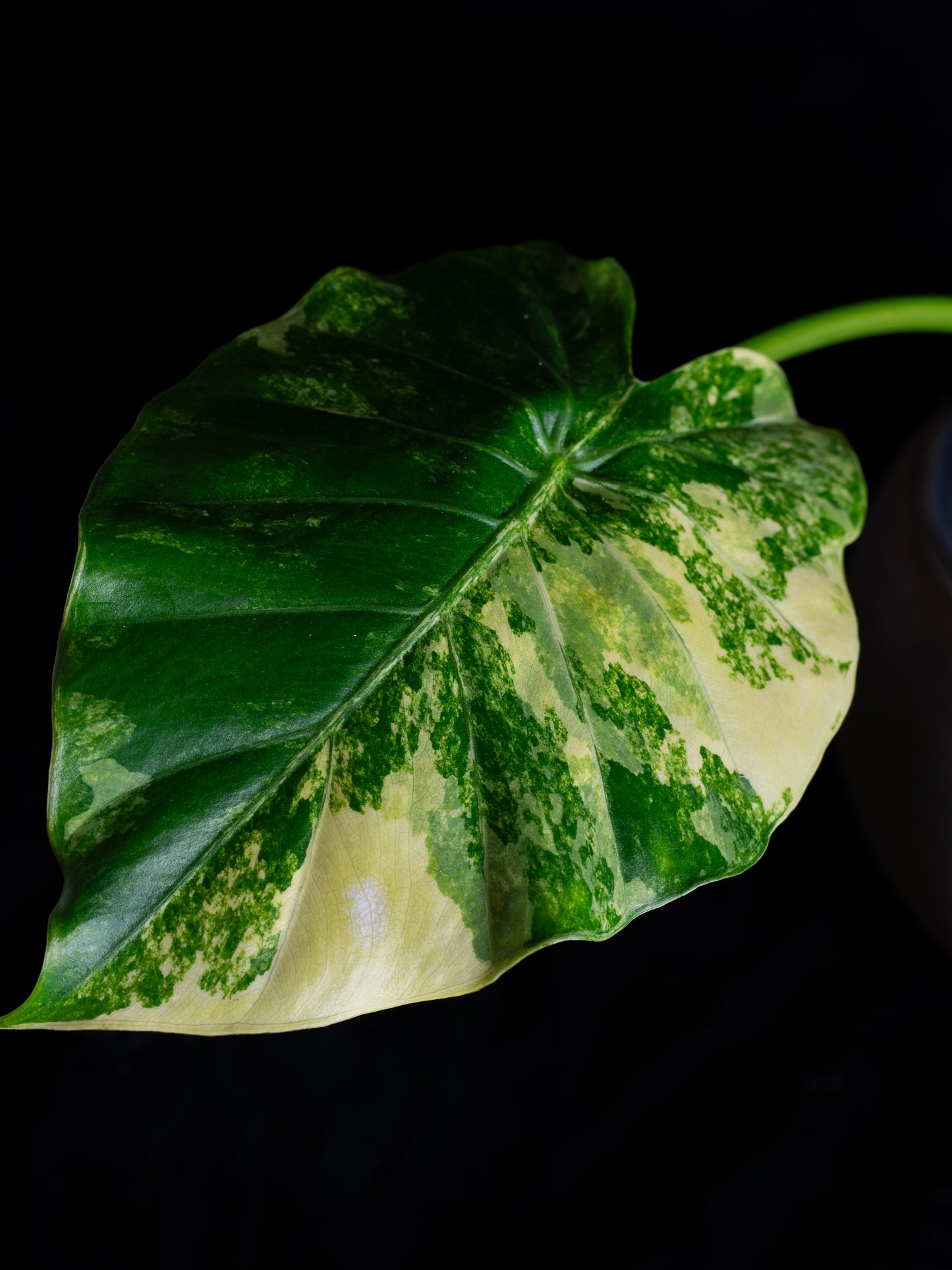 Alocasia odora 'Gageana' aurea - w/ pups! (AGA-2111)